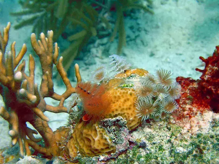 best places for snorkeling in Grand Cayman