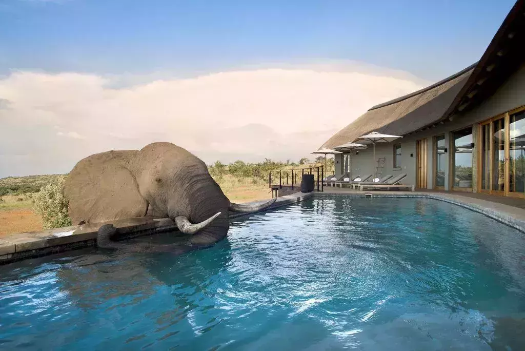 Mhondoro Safari Lodge and Villa