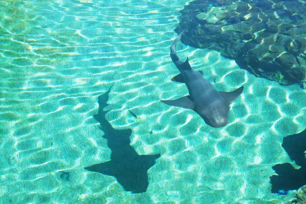 underwater ecosystems Caribbean
