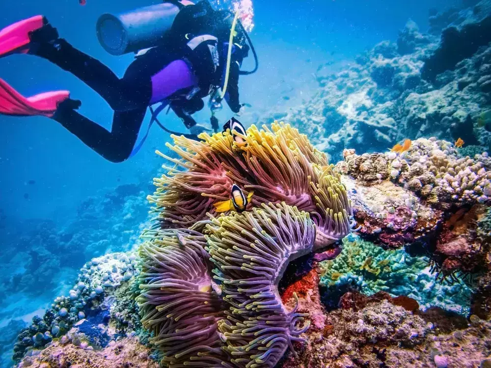underwater ecosystems Caribbean