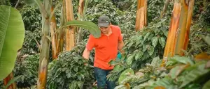 Colombian Coffee: A Day In The Life On A Real Coffee Farm
