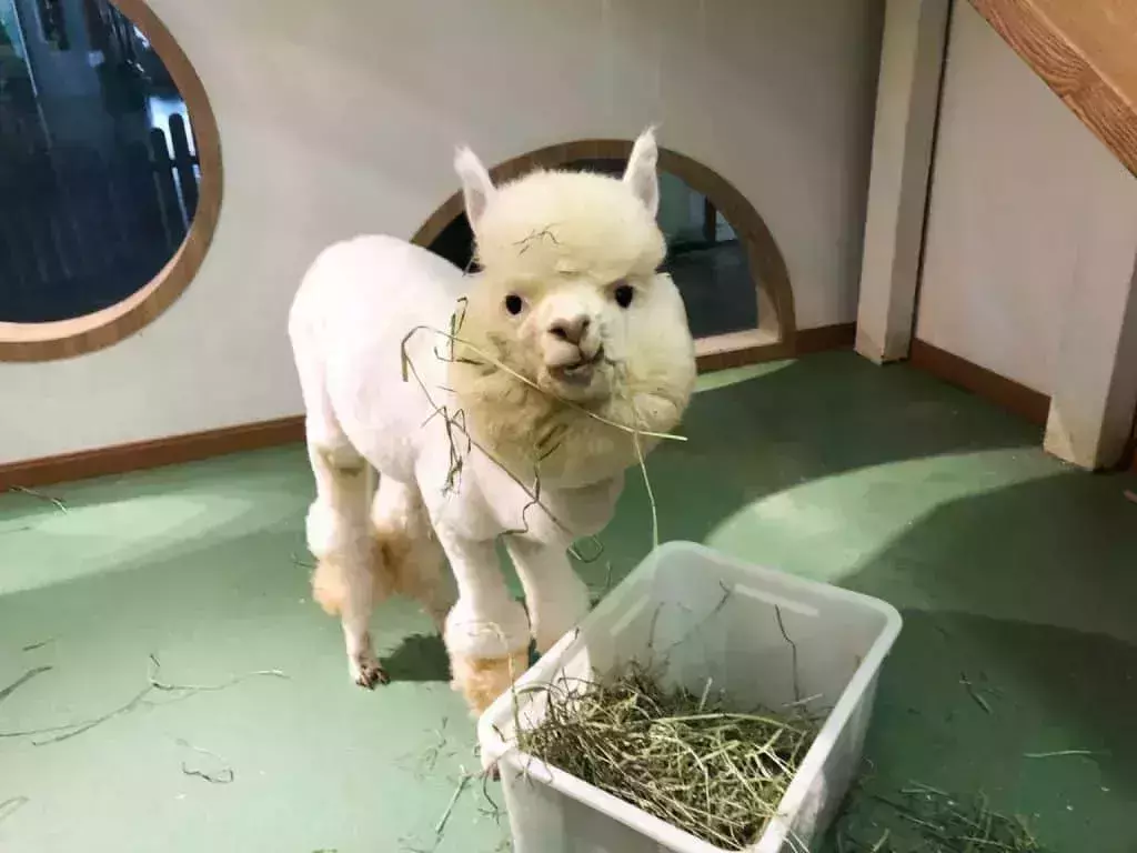 Mothy Garden Pet Cafe
