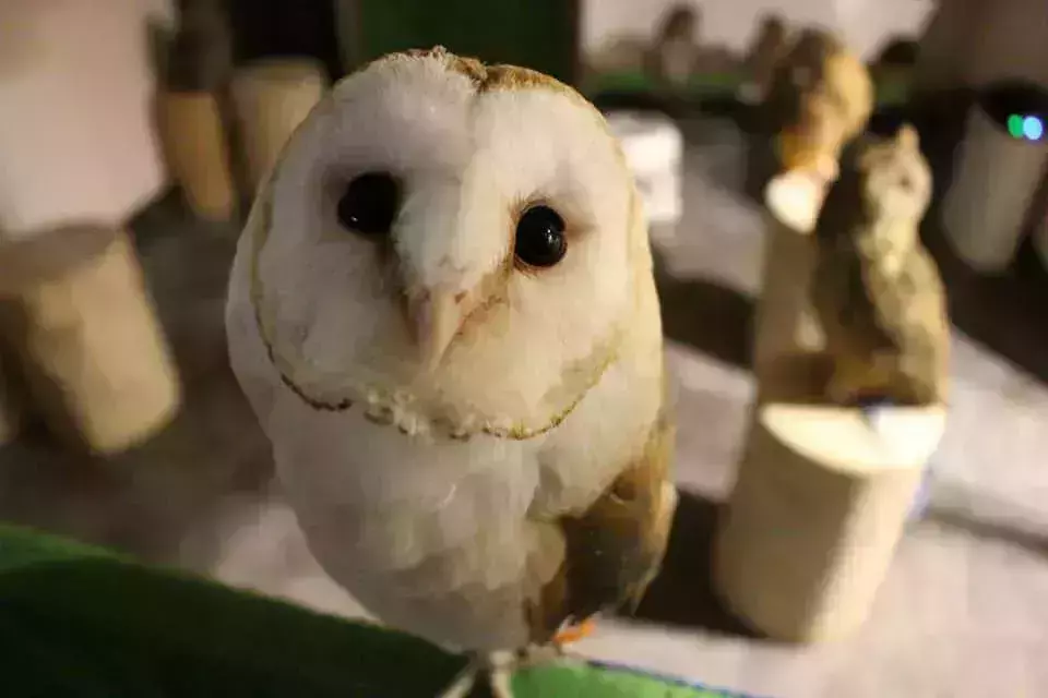 Owl Village Unique Asia Cafe