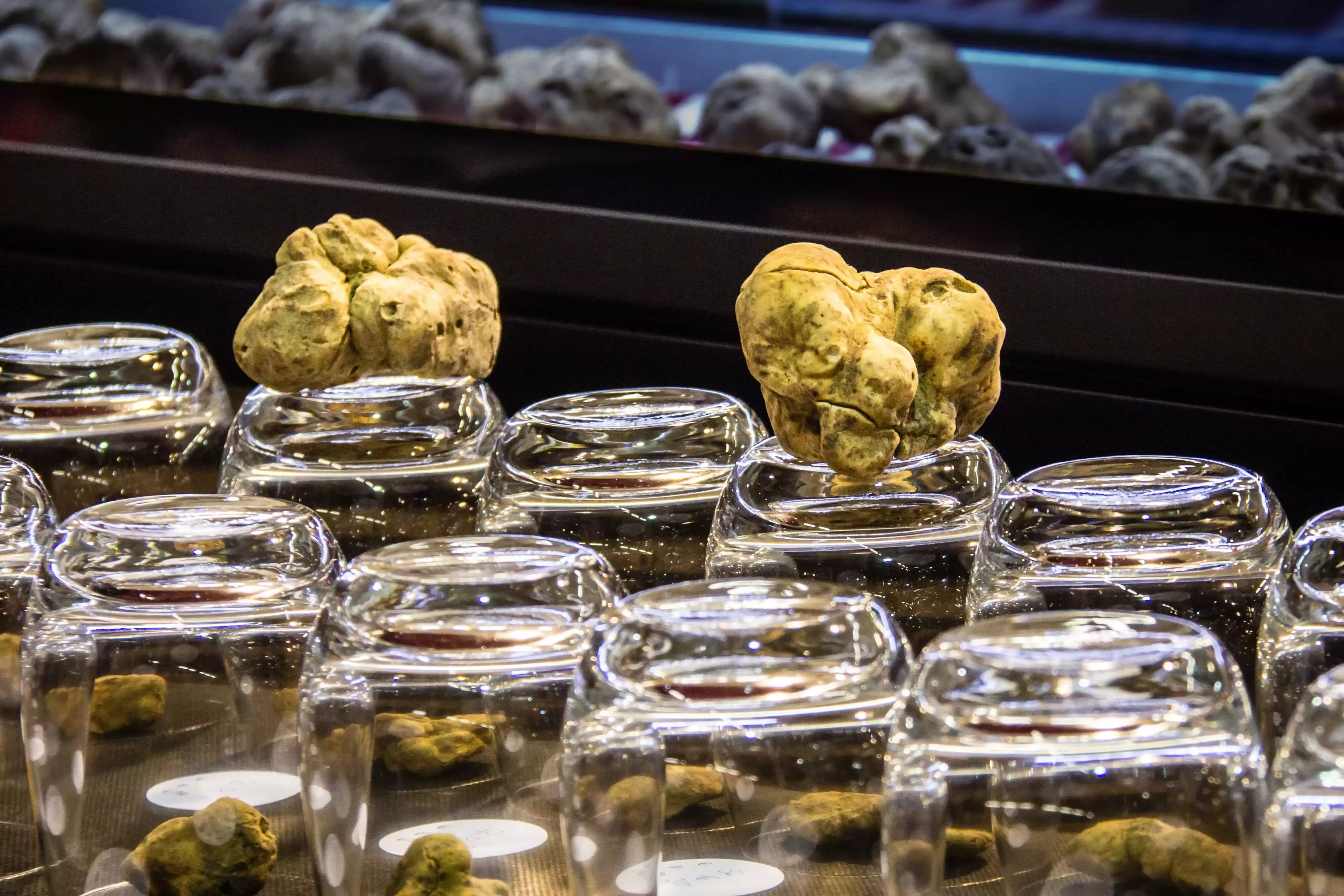 White truffle on display at the White Truffle Festival in Alba, Italy.