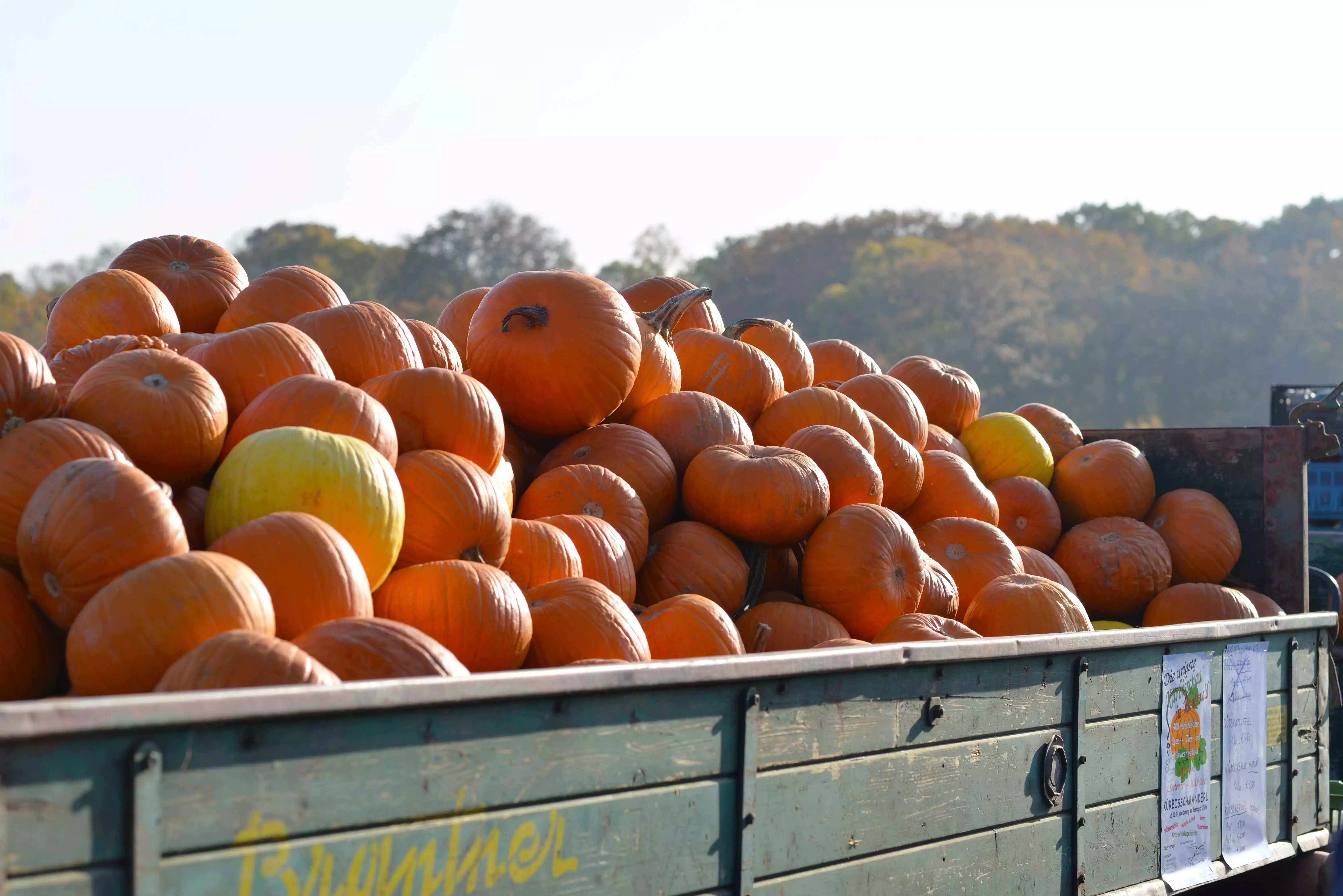 Pumpkins ready to be carved at the Kurbisfest in Vienna, Austria.