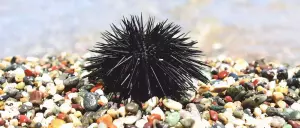 Strange and Interesting Foods Eaten In Ancient Rome