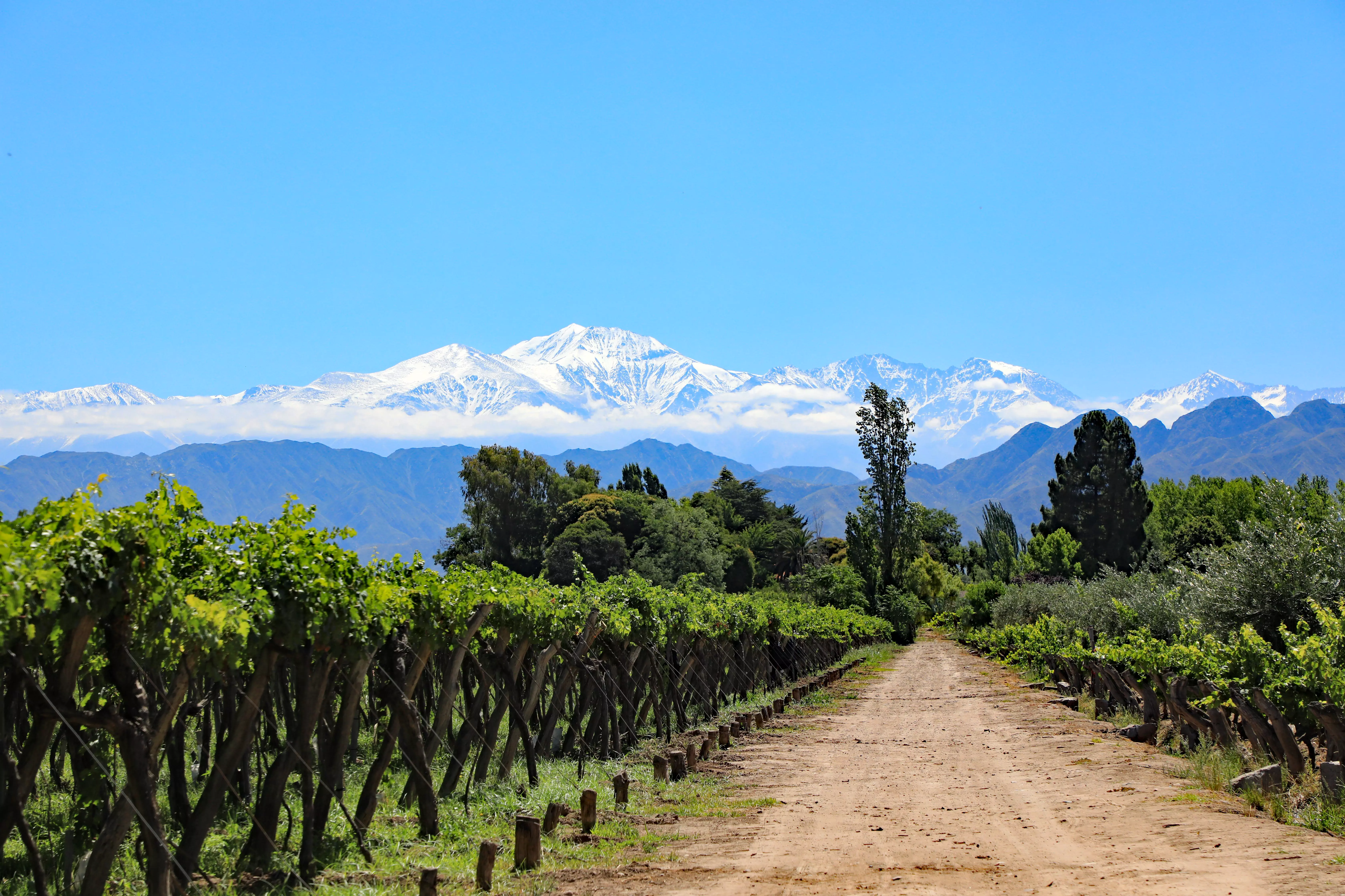 Vineyard backed by snow-capped Andes mountains in Mendoza, Argentina