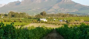 The Best Cities for Wine Lovers in the World