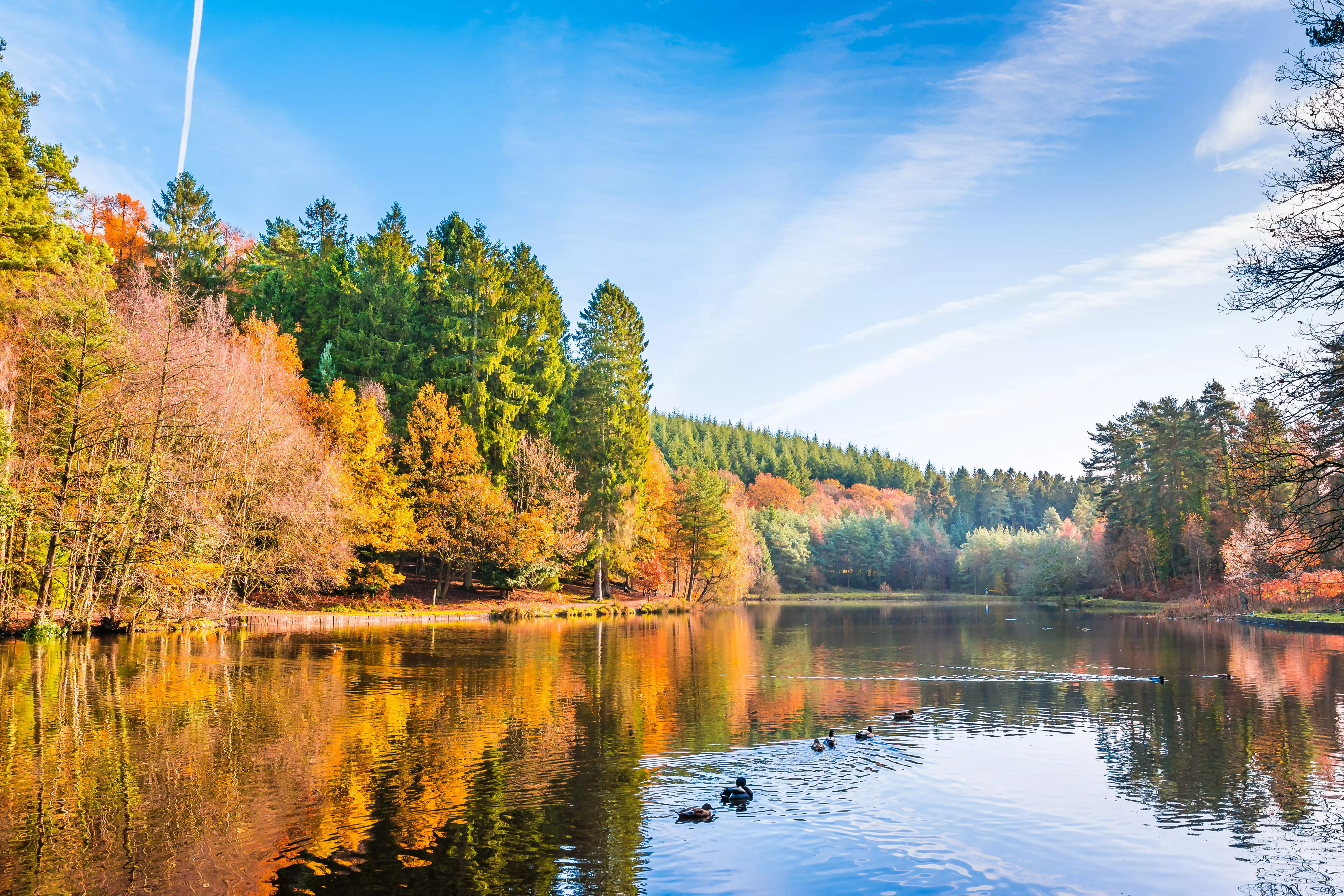 The beautiful Forest of Dean is mystical and charming at the same time.