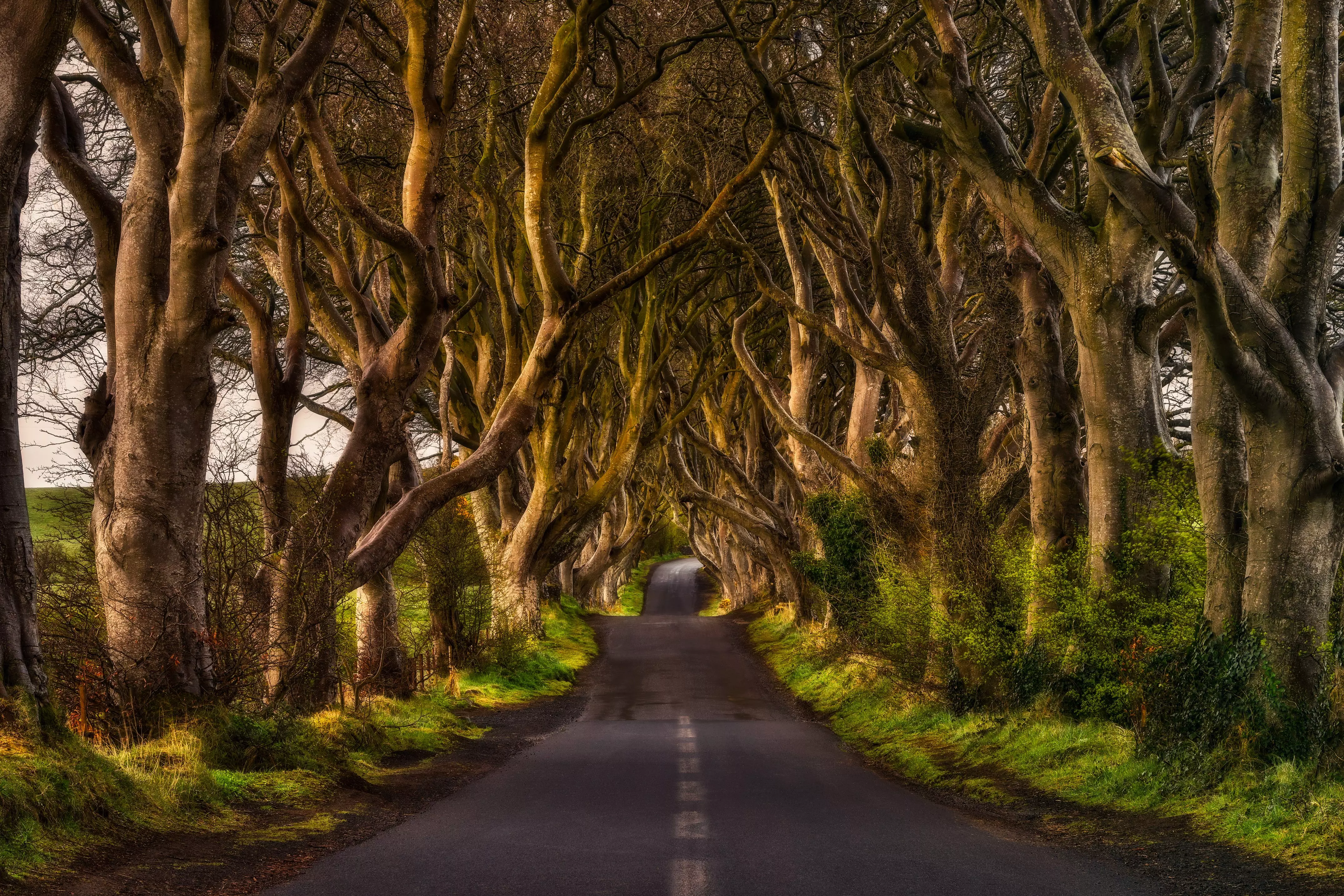 The Dark Hedges are known for their incredible natural beauty, and can be found in Northern Ireland.