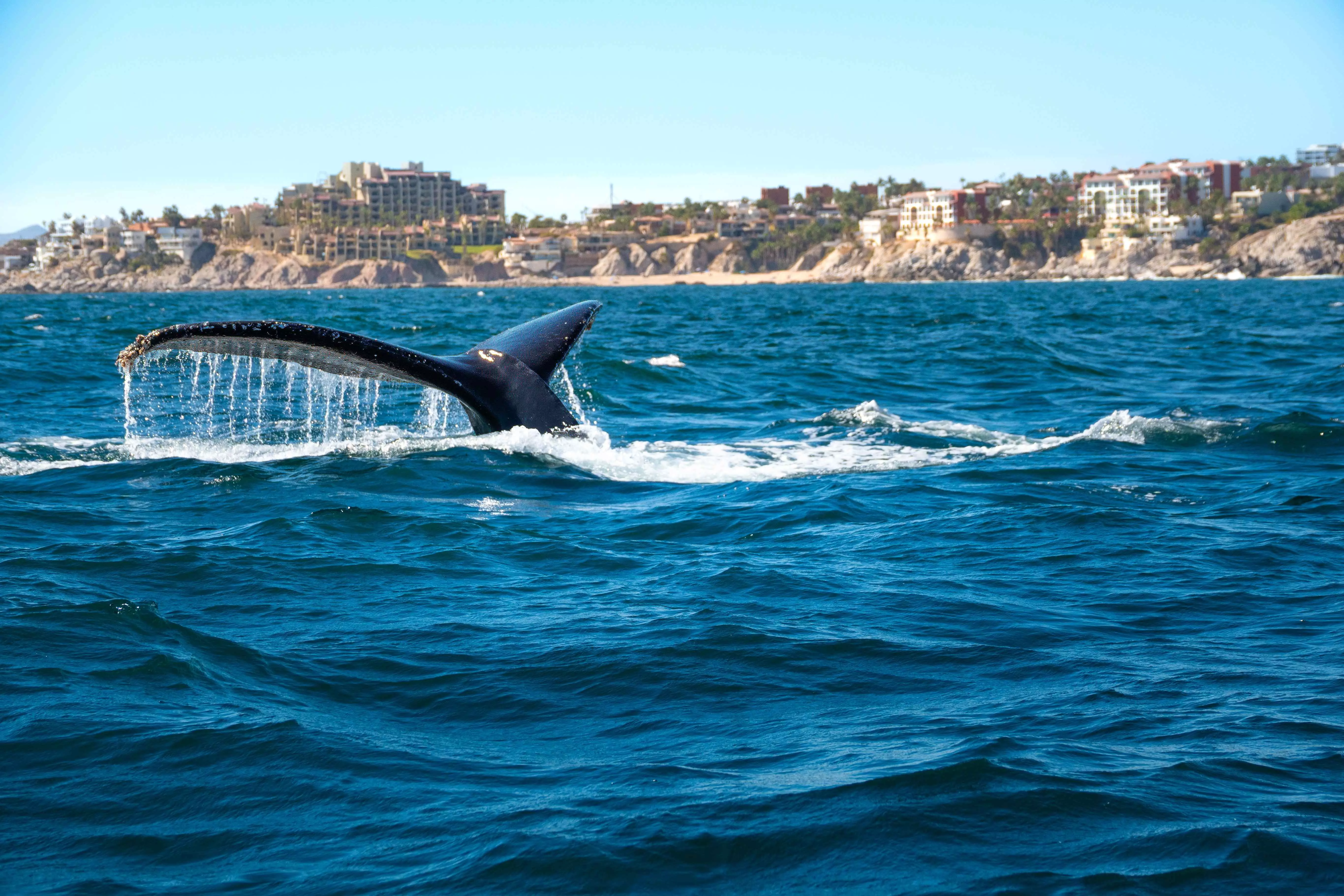 Whale visible in the water in Cabo San Lucas, Baja California, Mexico.