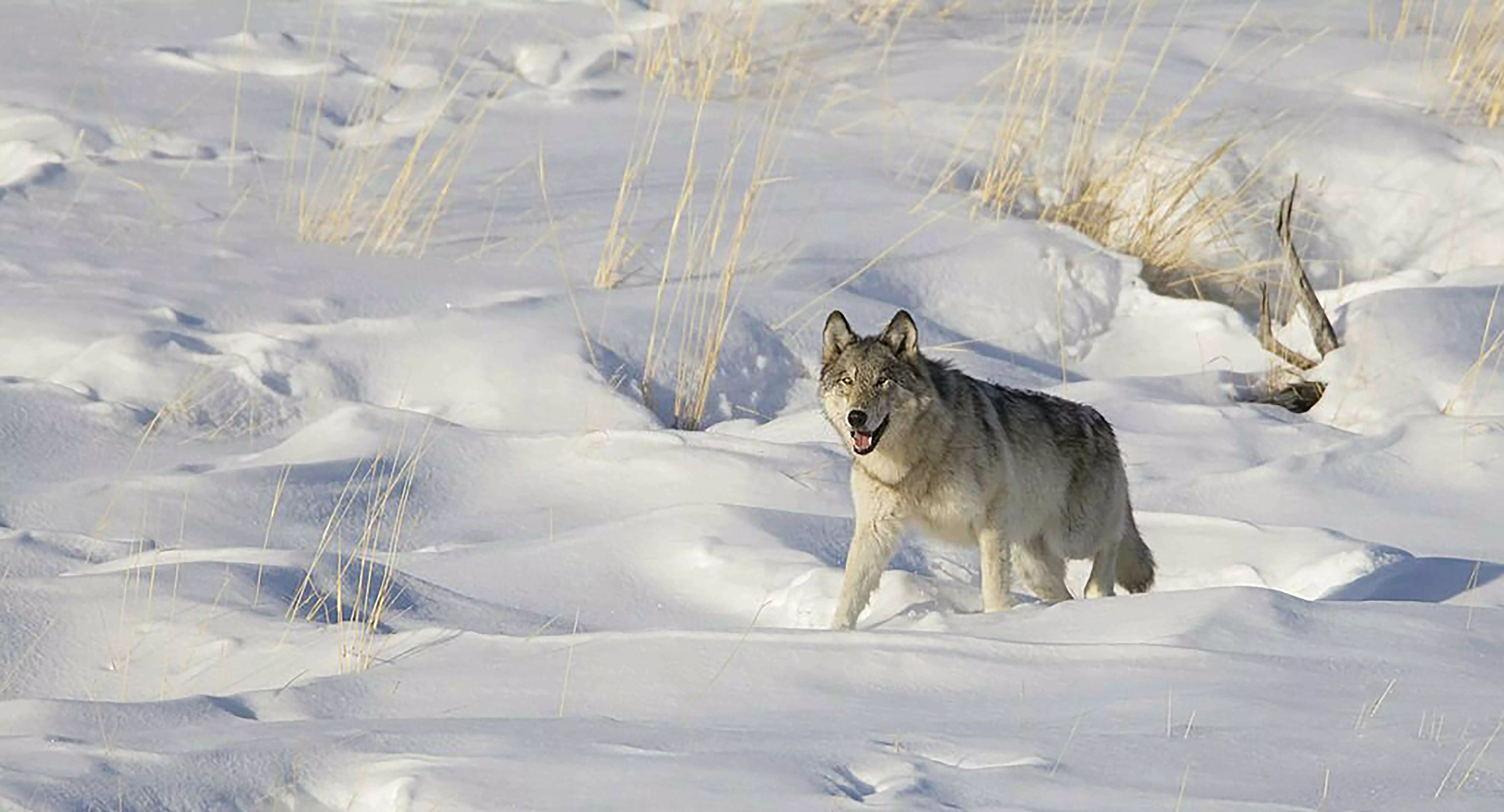 Wolf walking through the snow in Yellowstone National Park.