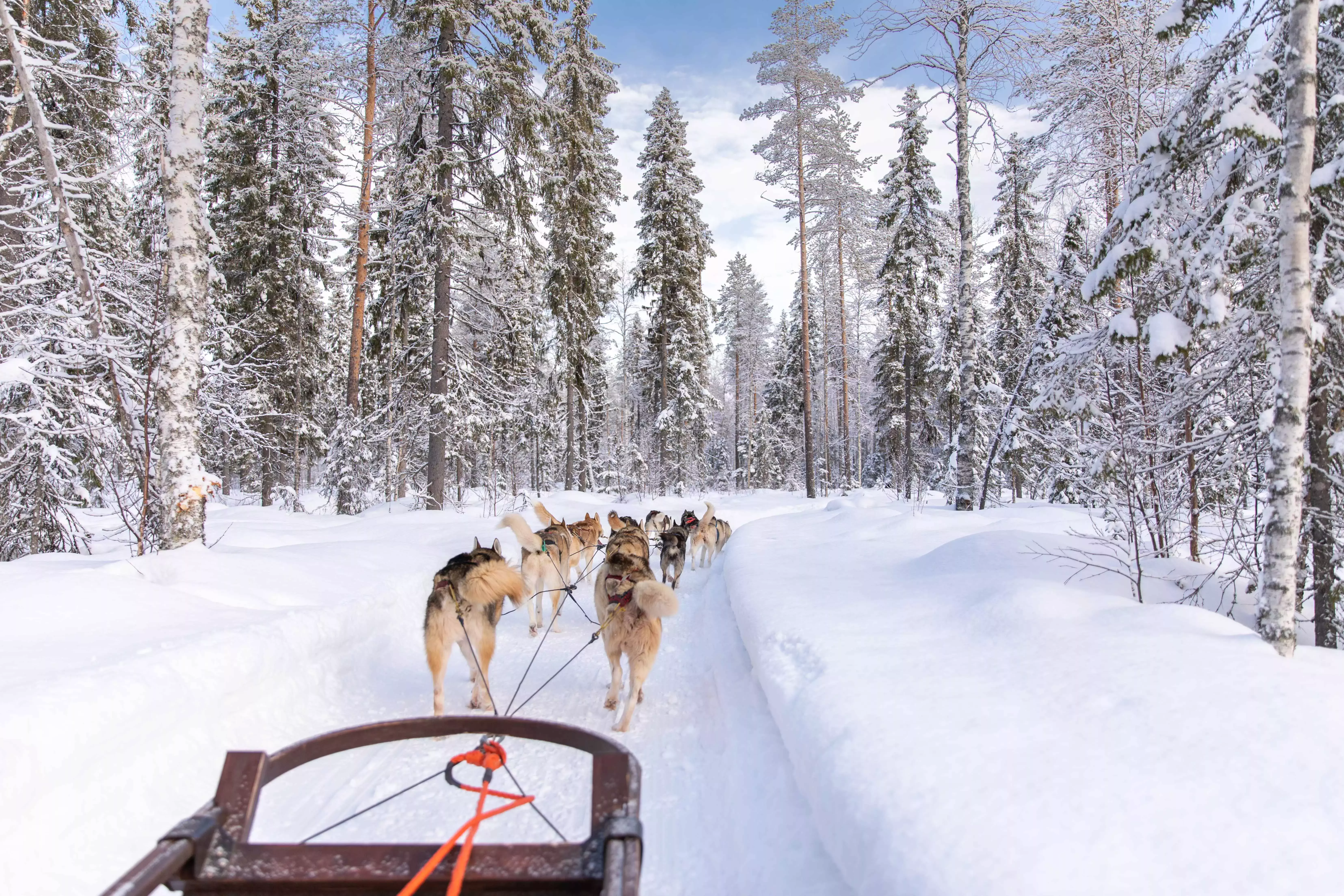 Husky dogs pulling a sled in Rovaniemi, Finnish Lapland