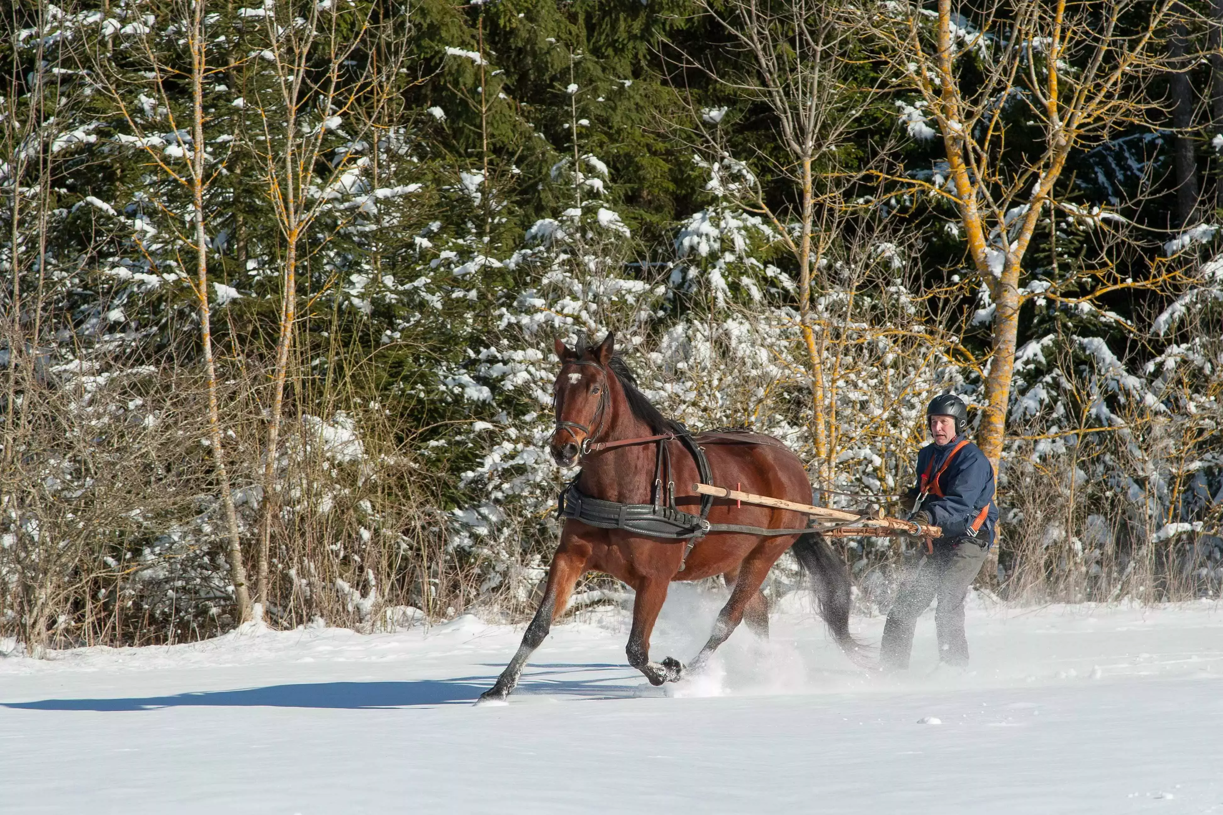 A man being pulled on skis by a horse as part of Skijoring