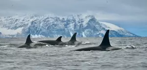 The 7 Best Destinations for Winter Wildlife Watching