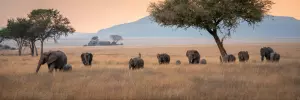 Hotel of the Day: Four Seasons Safari Lodge Serengeti