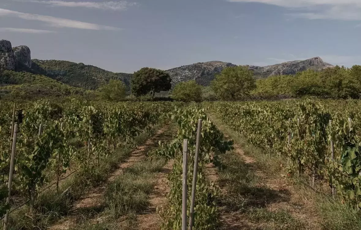 Wander through the extensive vineyards at Son Brull, Mallorca.