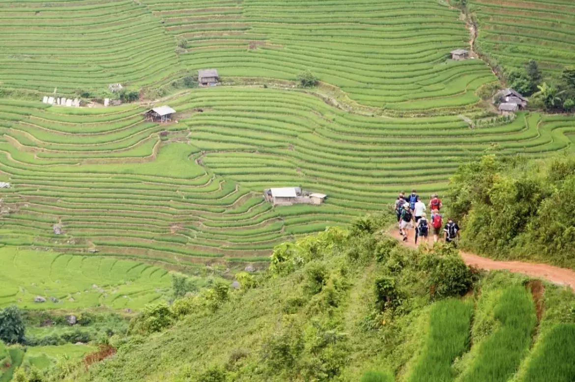 Rice field trekking