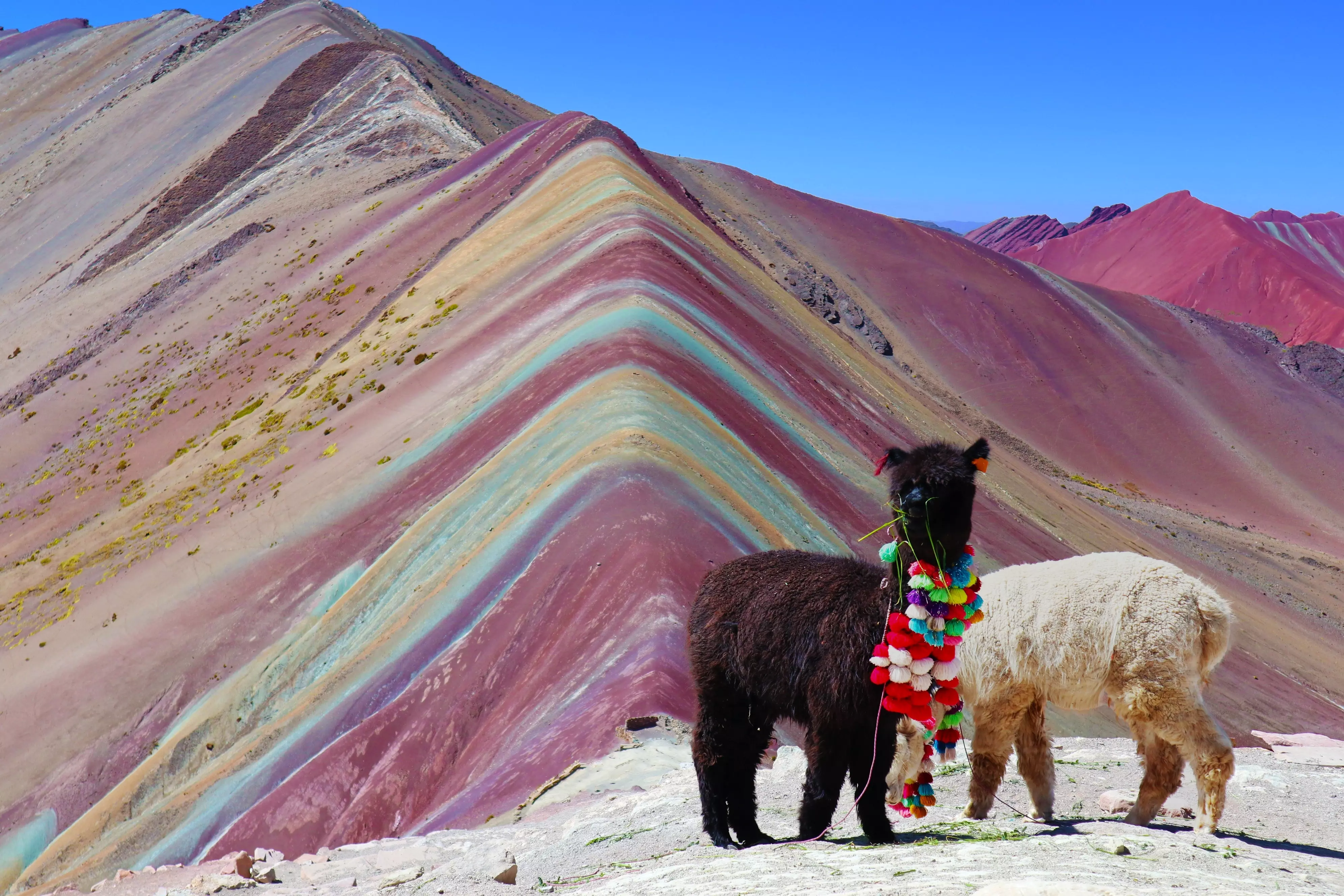 Alpacas in front of Rainbow Mountain in Peru