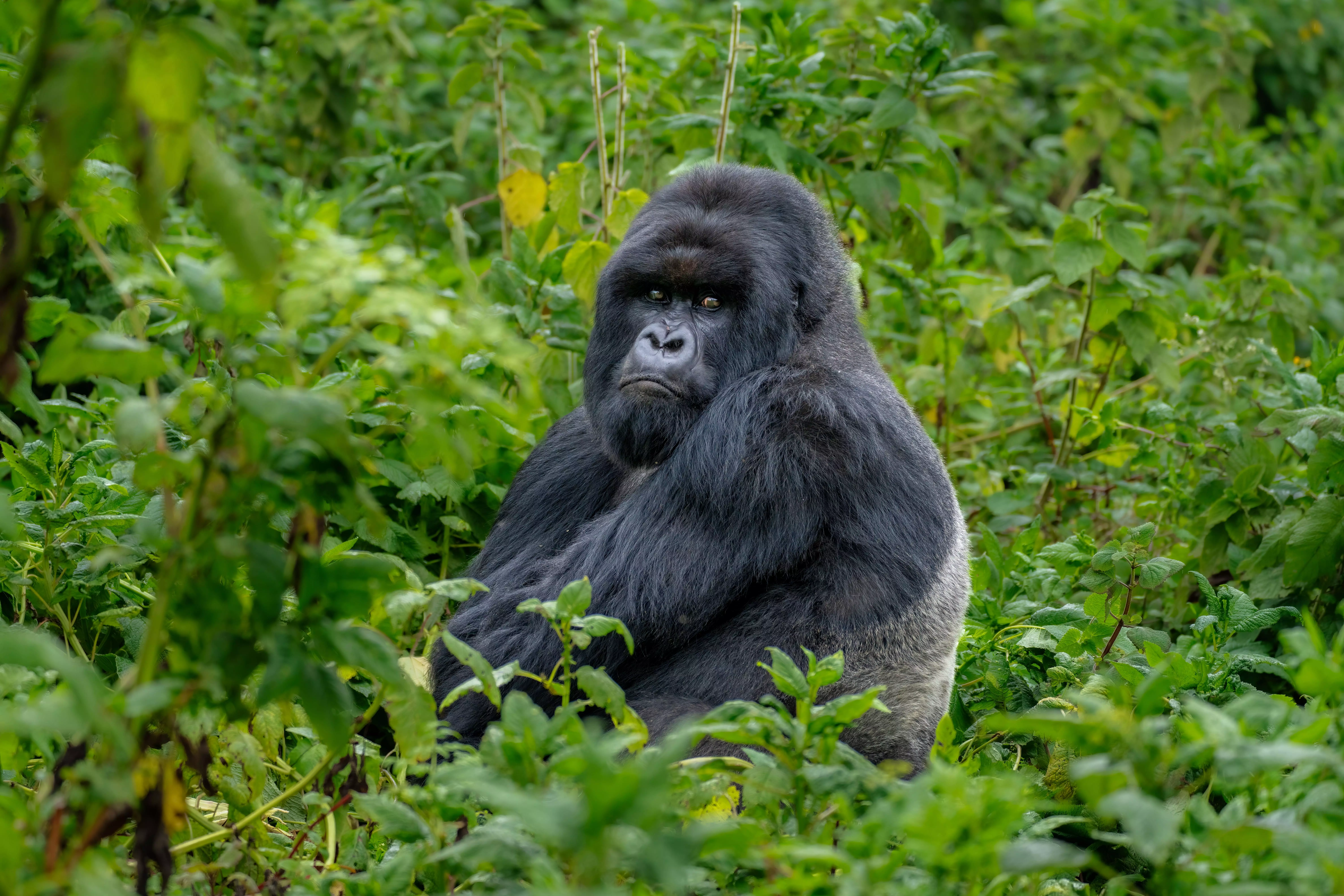 Gorilla sitting in green jungle in Rwanda
