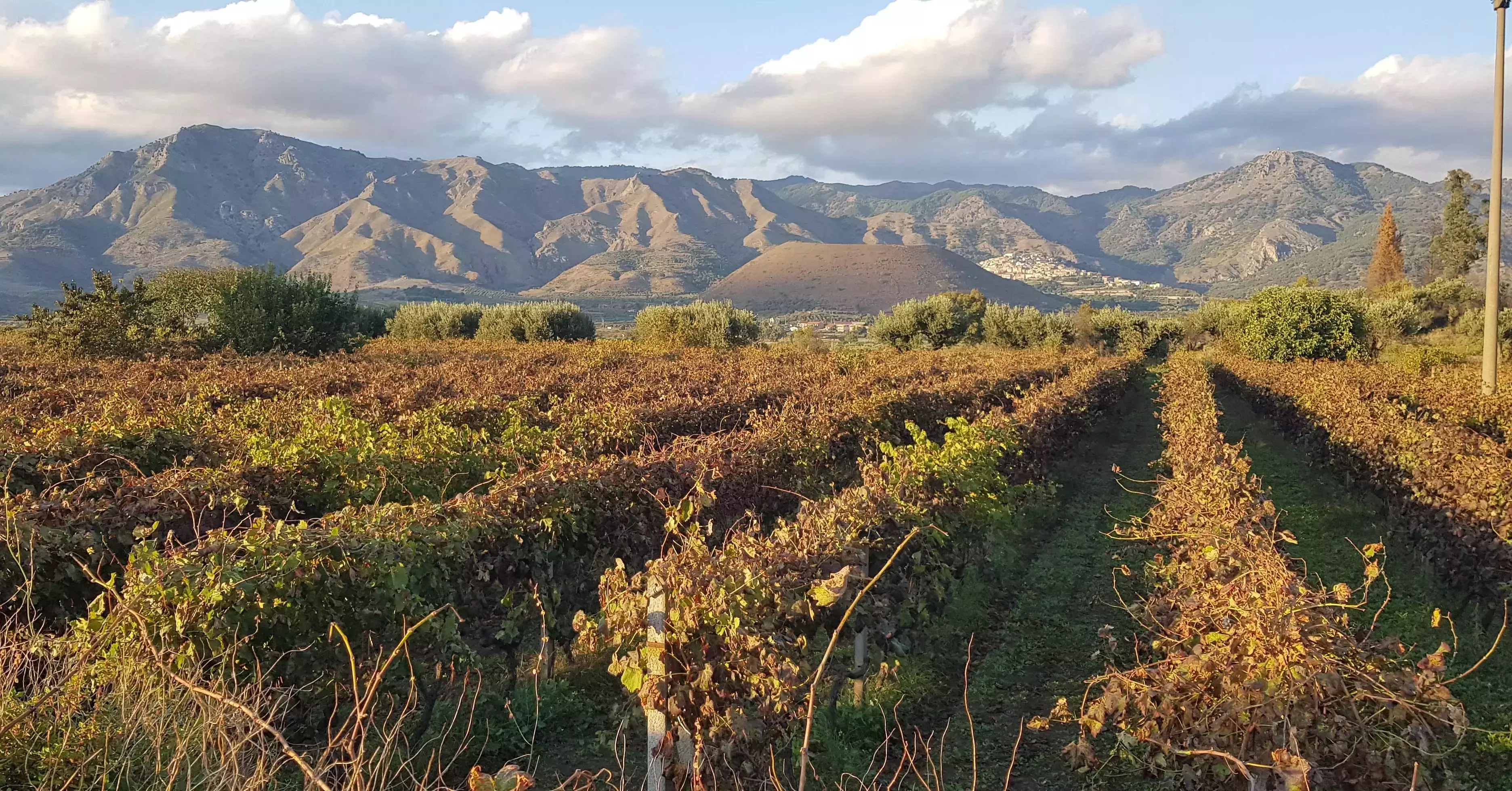 High-altitude vineyard backed by towering mountains in Etna, Sicily