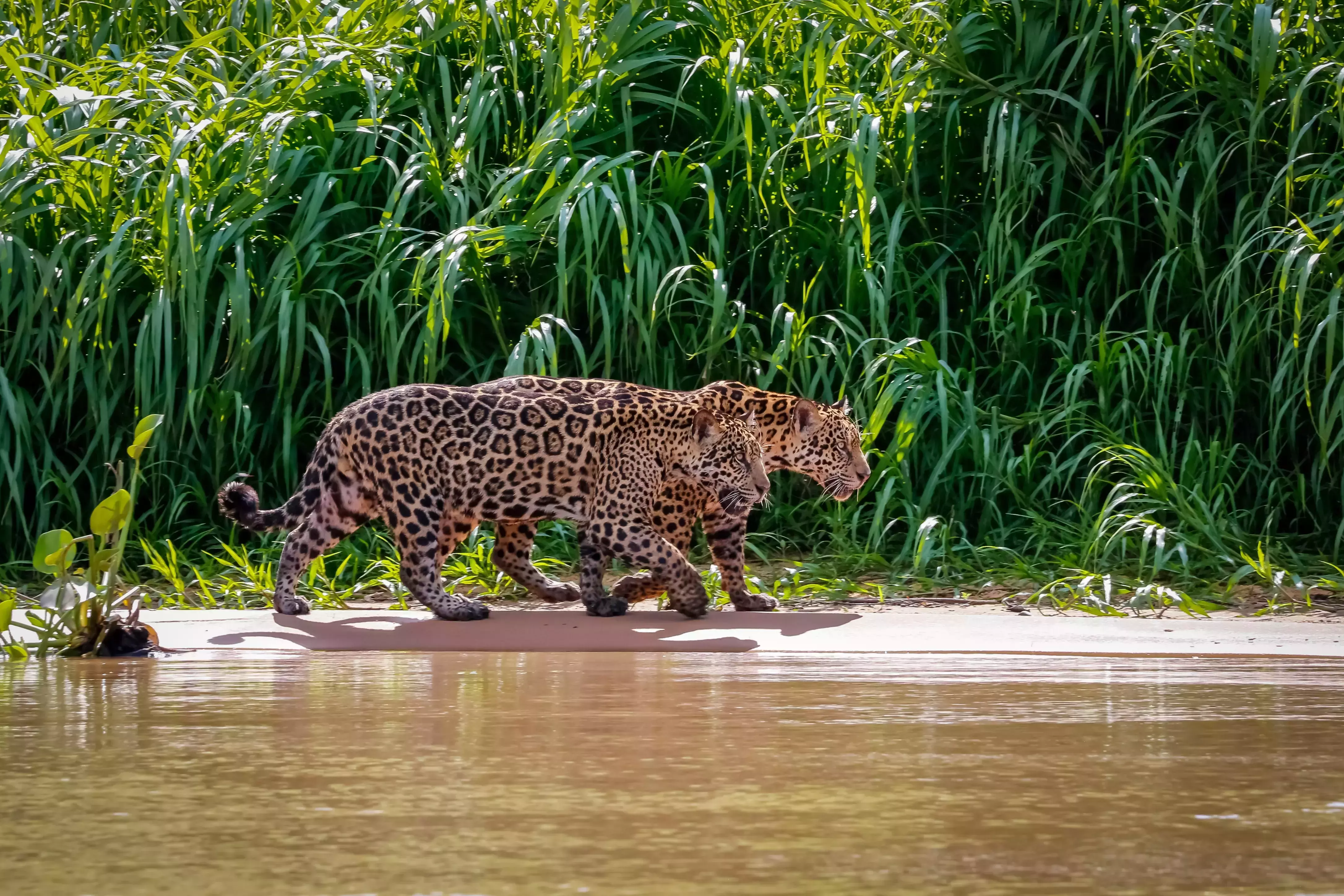 Jaguar in the wetlands of the Pantanal, Brazil
