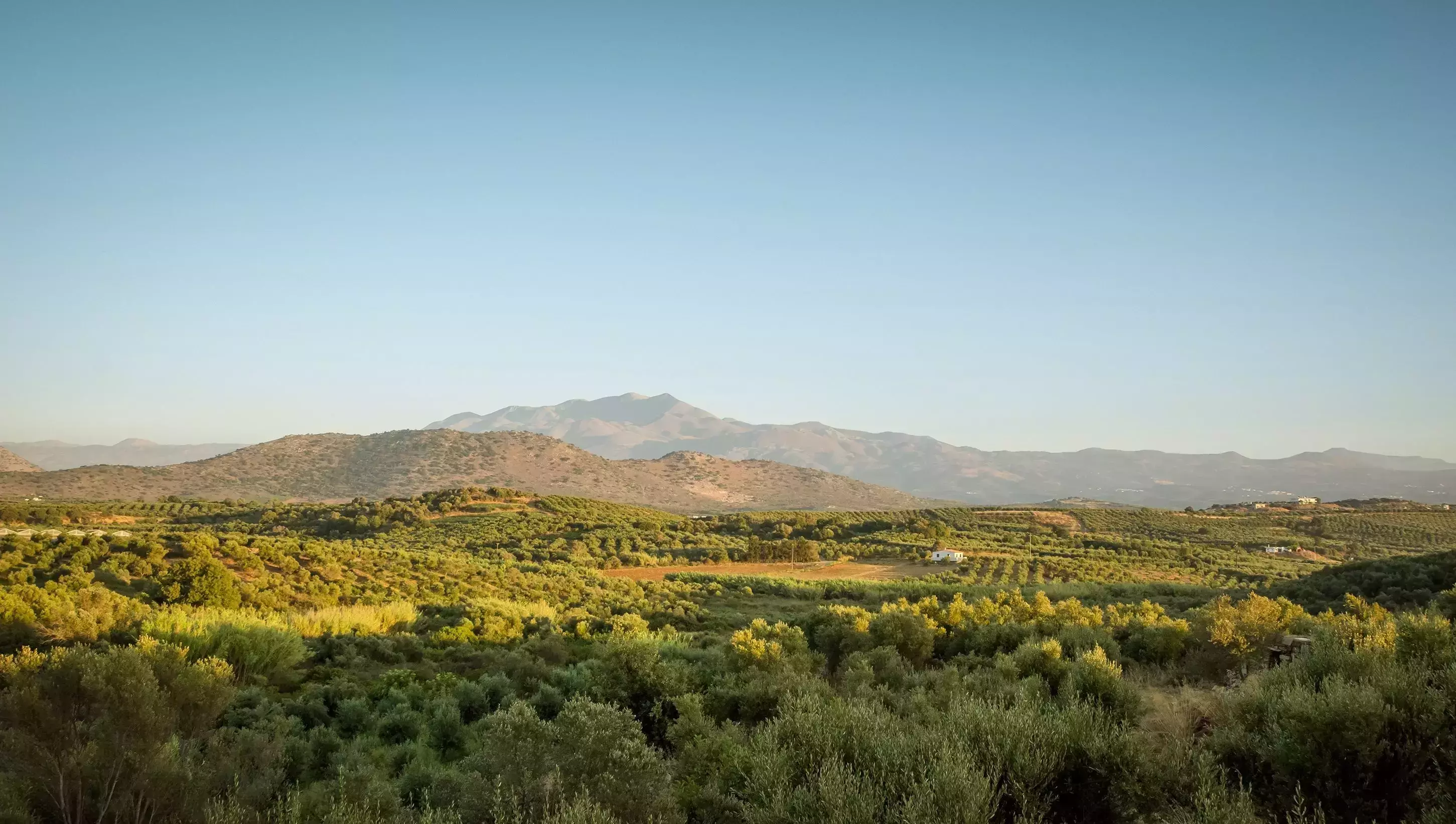 Expansive olive groves in Crete