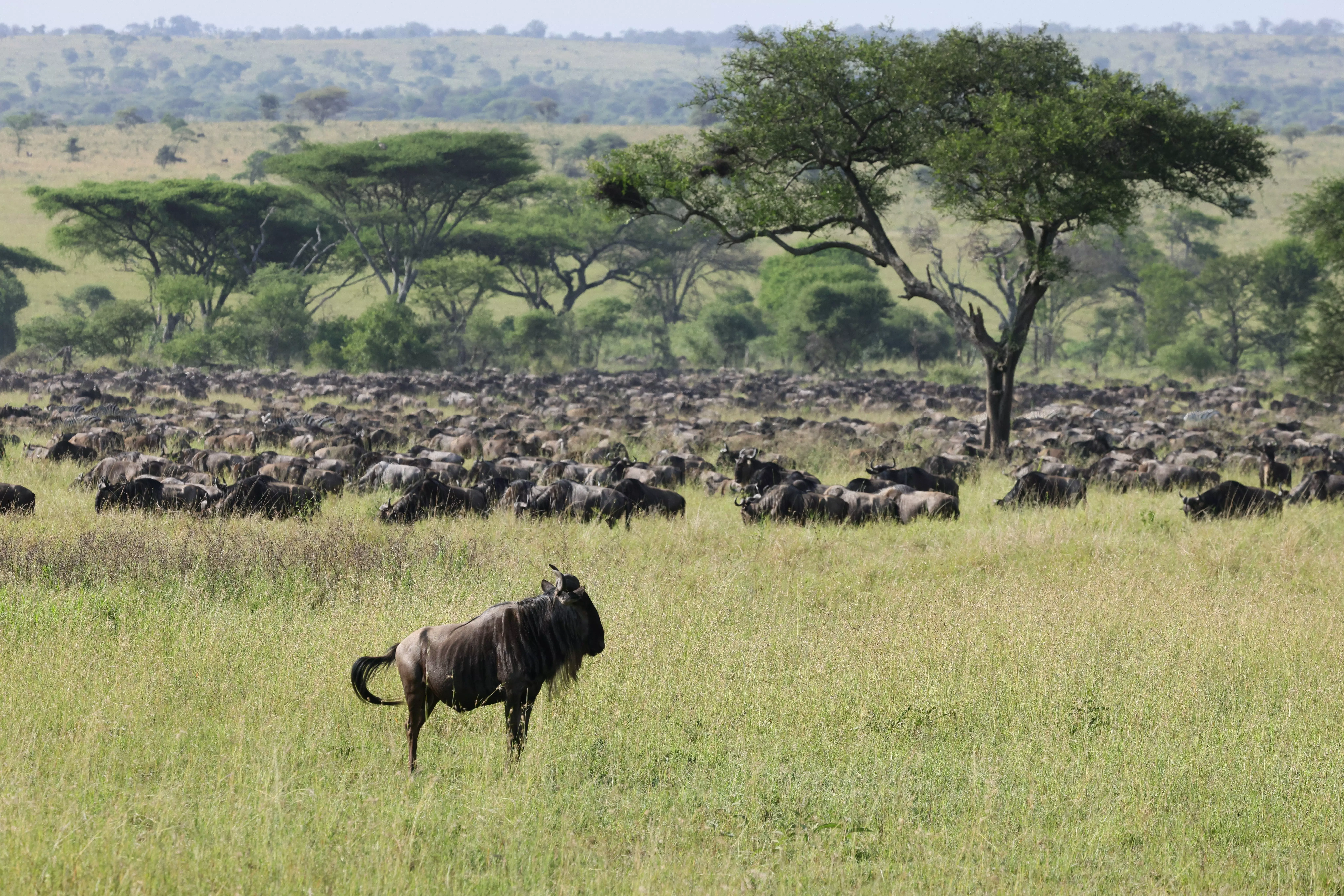 The Great Migration is the best time to see all of Africa's exotic species in the Serengeti, Tanzania.