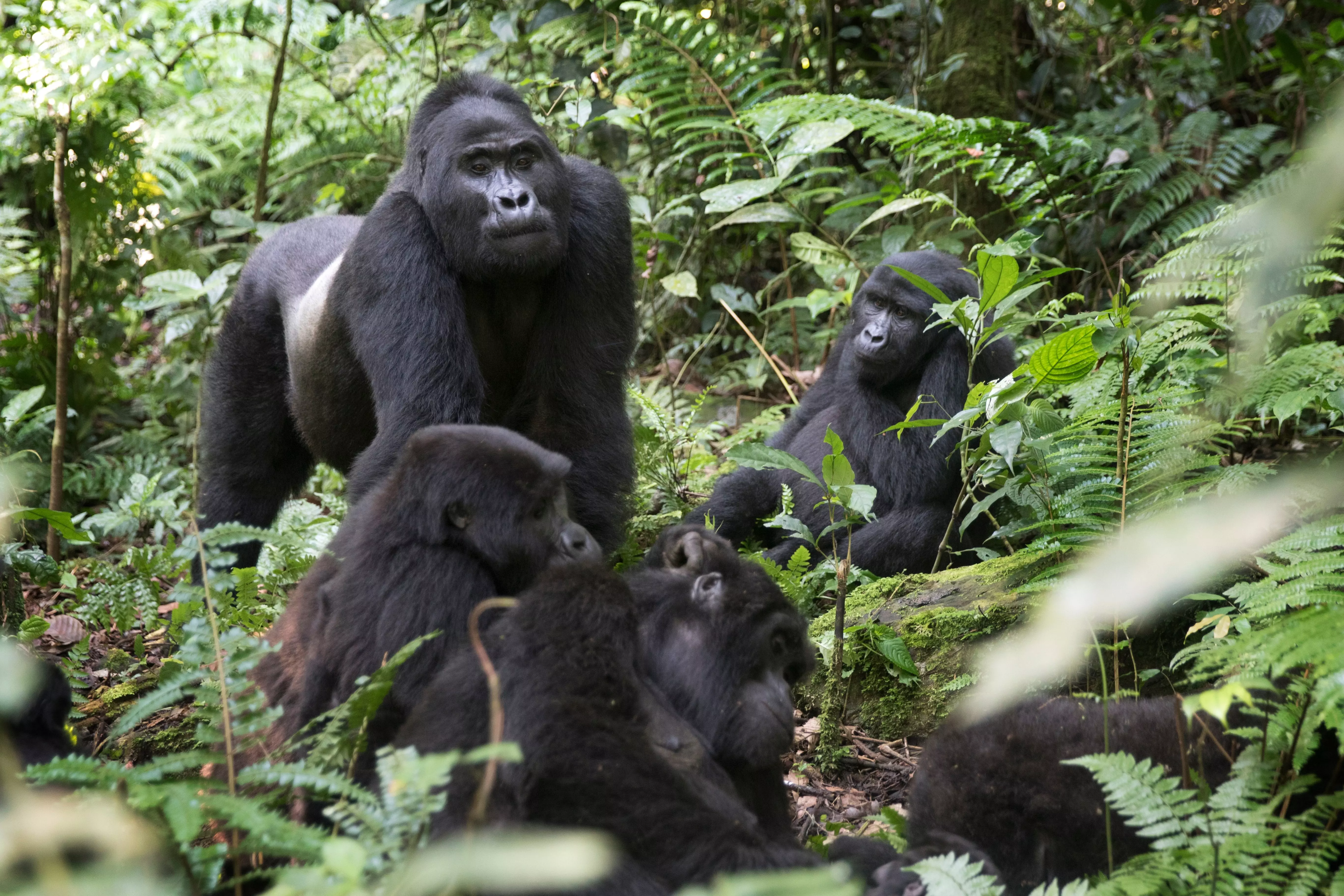See Rwanda's mountain gorillas up close and personal in winter.