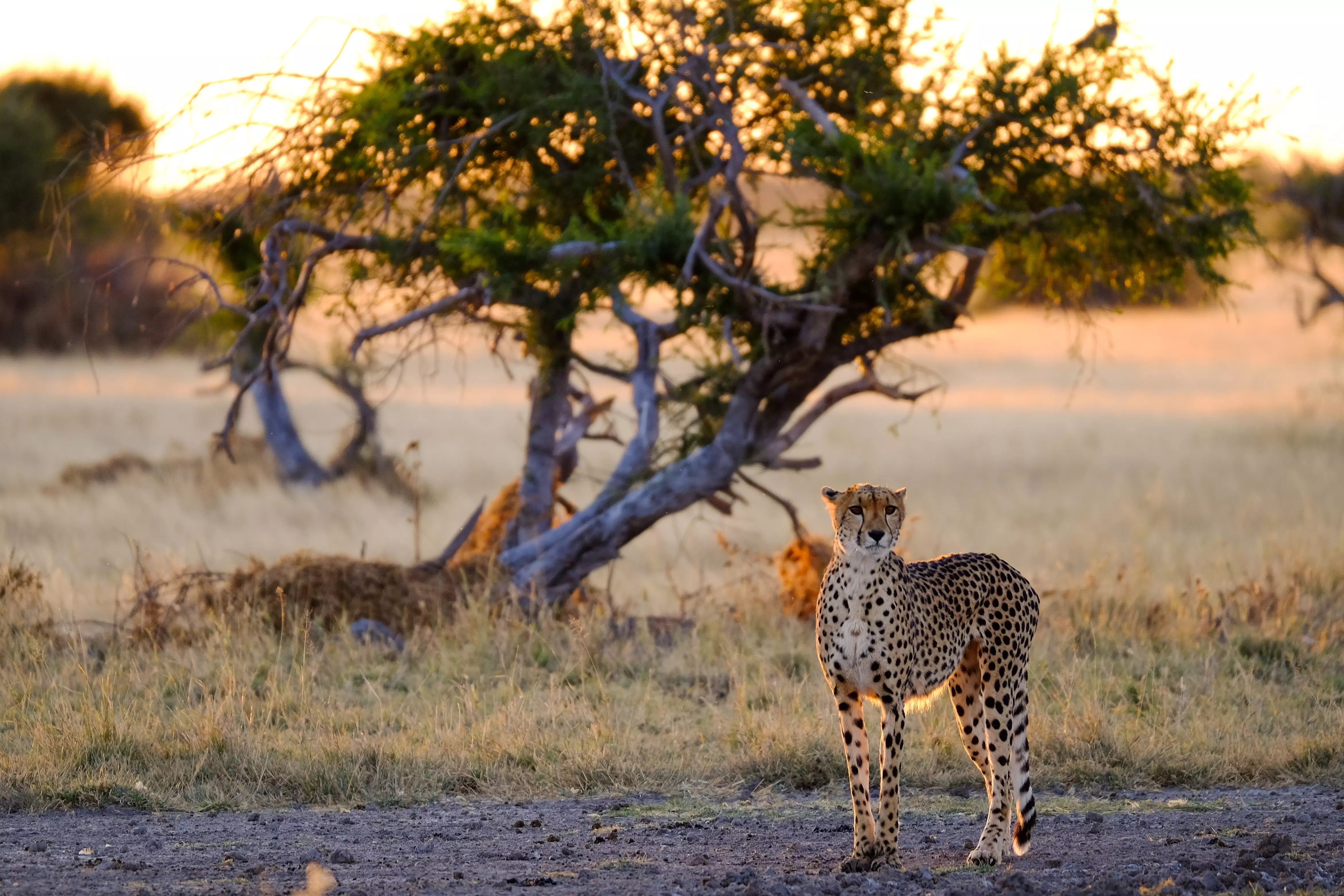 Botswana's Central Kalahari offers some of the best predator-prey interactions in the winter months.