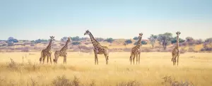 The 7 African Safari Destinations That are Better in Winter