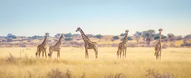The 7 African Safari Destinations That are Better in Winter