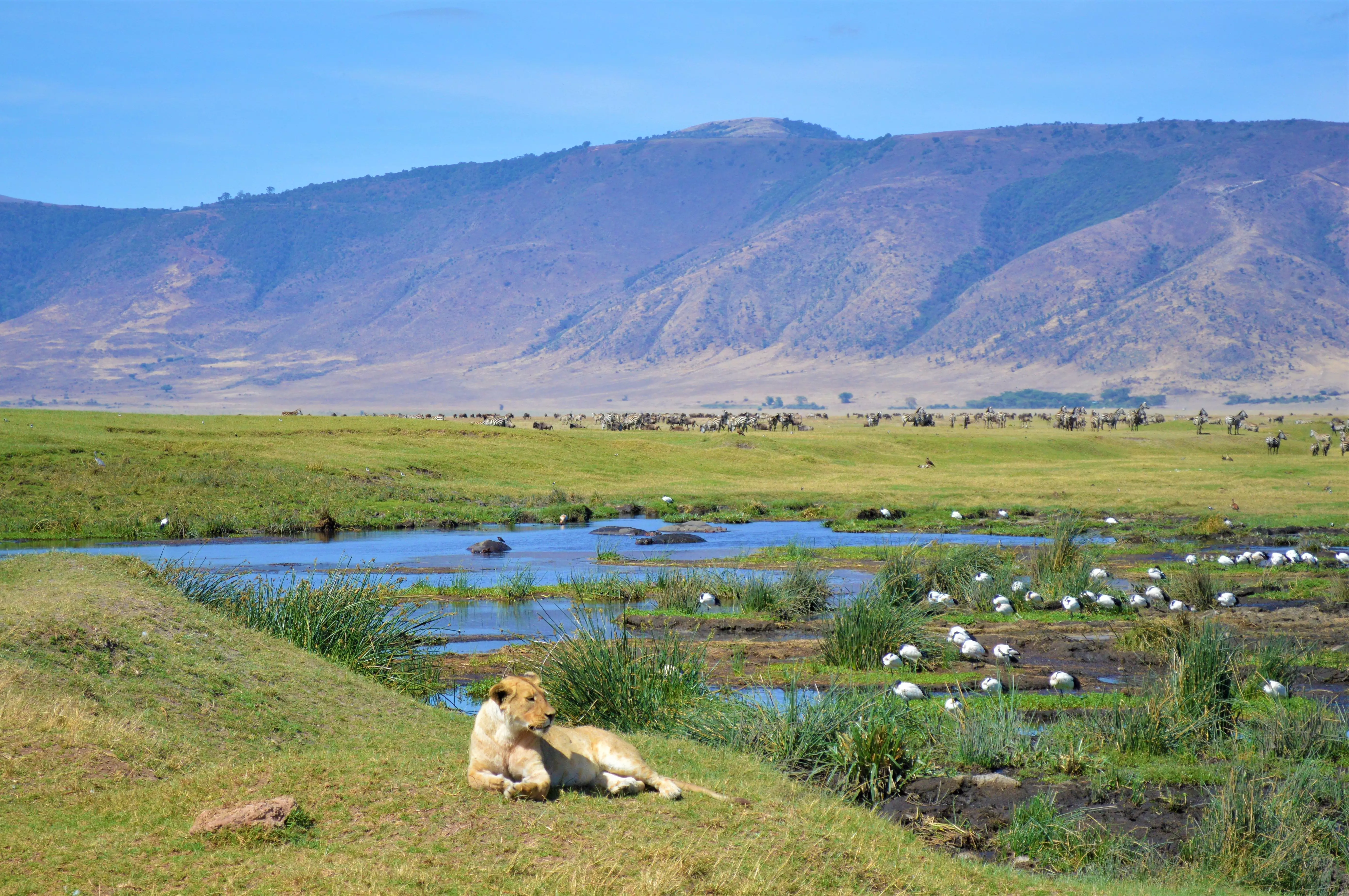 Winter in the Ngorongoro Crater, Tanzania, is one of the best safari destinations in the world.