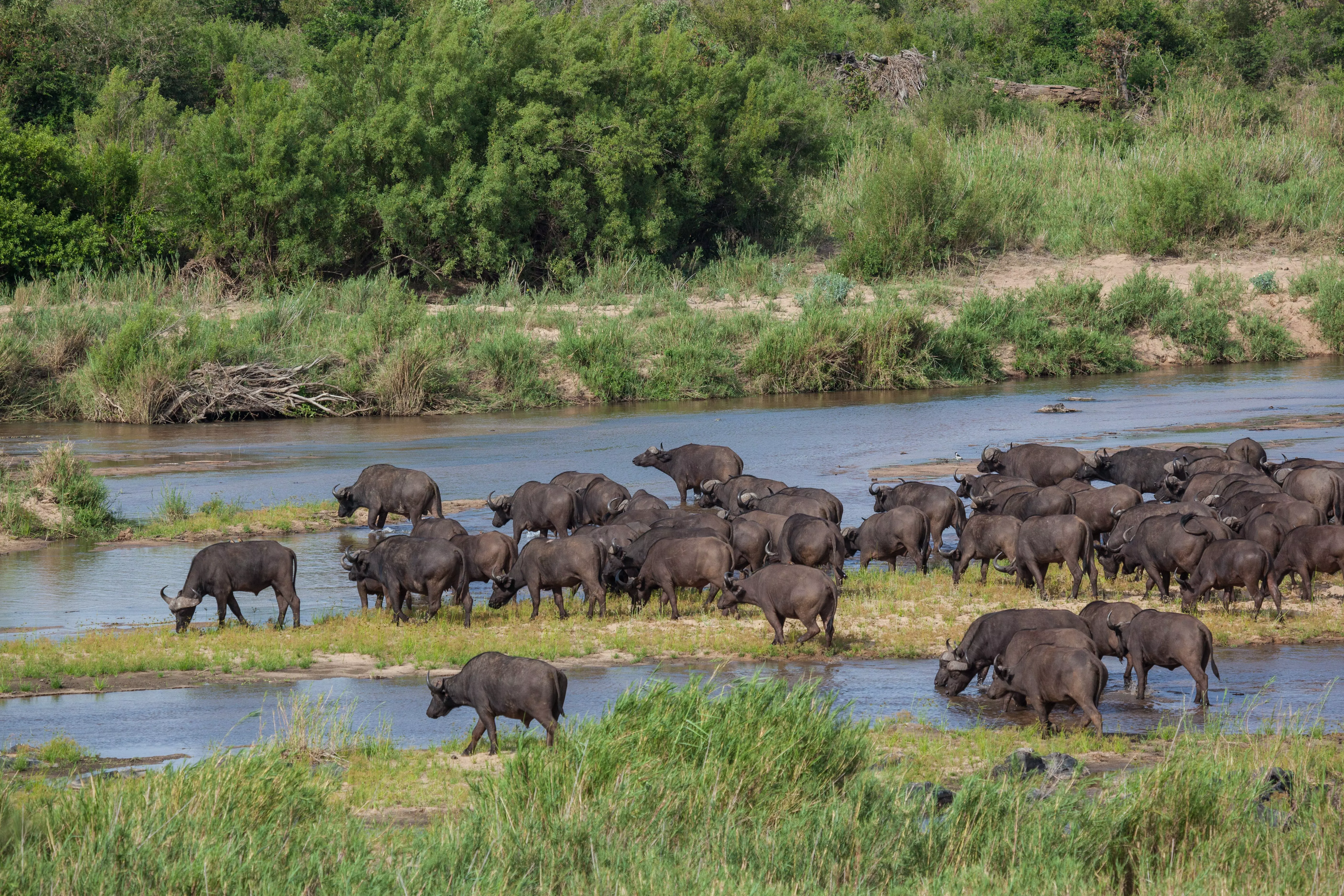 Kruger National Park is a must-visit in winter for predator-prey interactions.