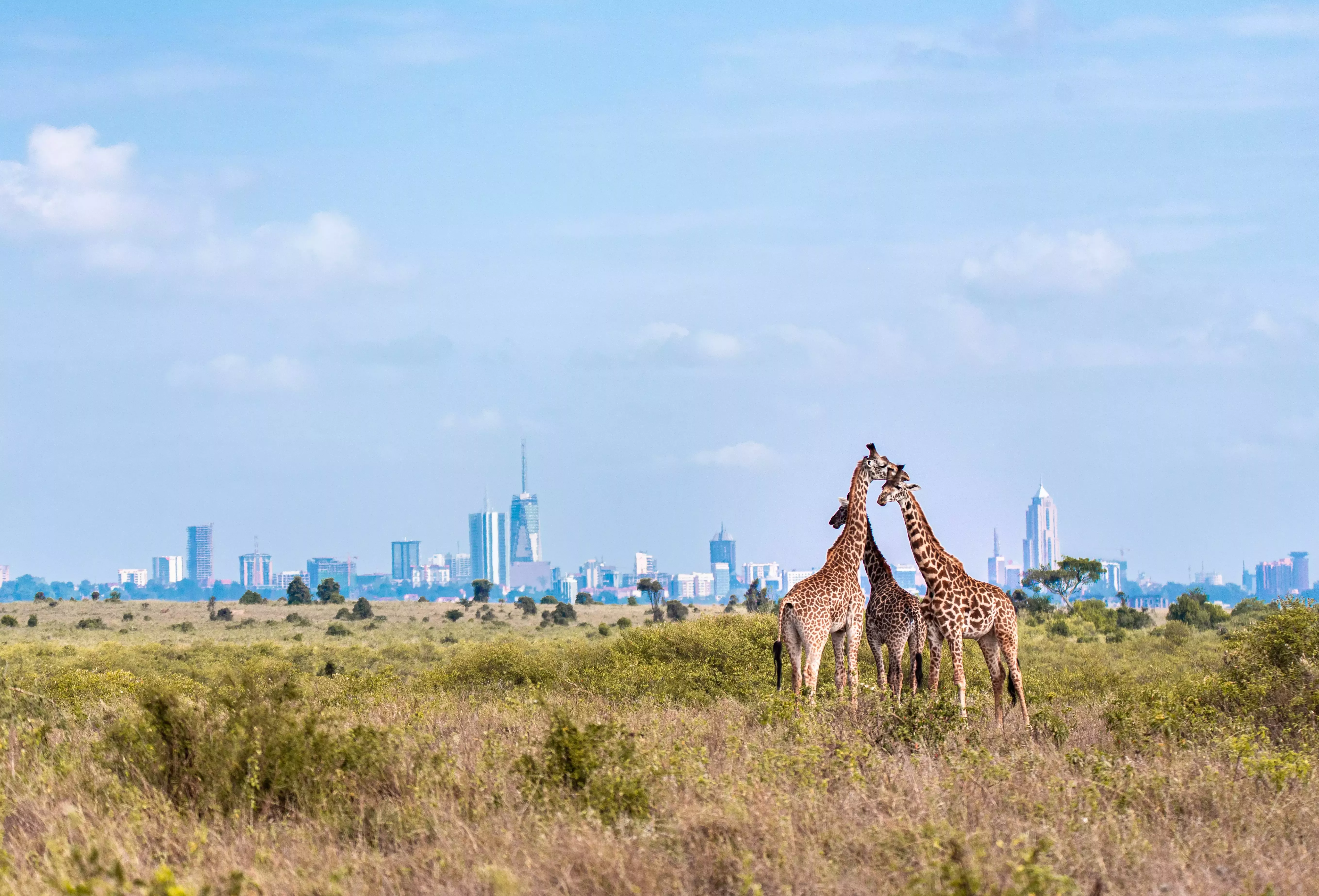 Get away from the cold and onto an incredible safari in Nairobi this winter.