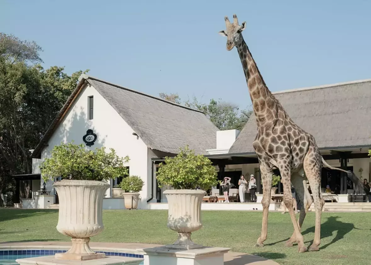 Expect exotic African wildlife to wander the grounds at the hotel.