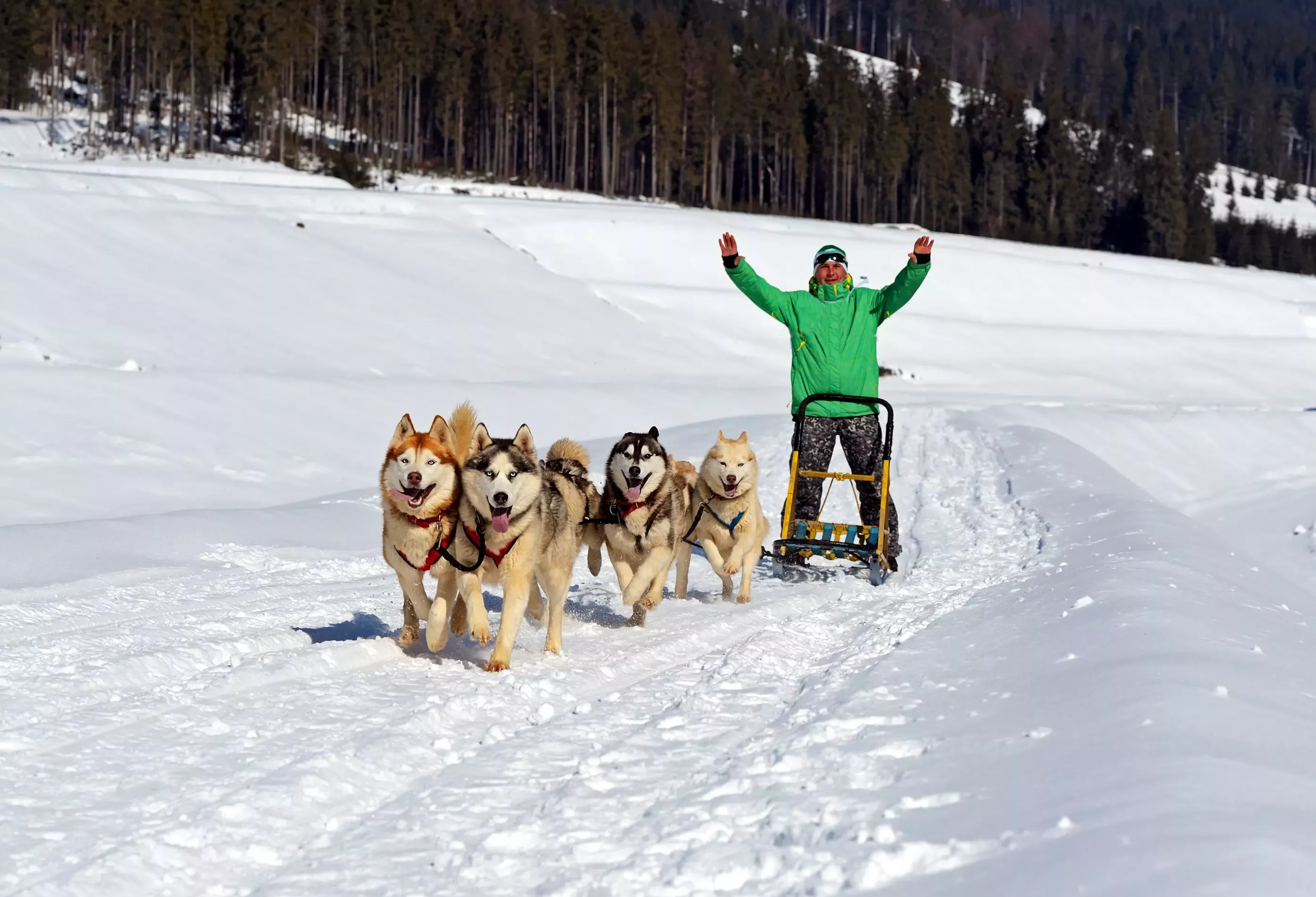 High in the Carpathian Mountains, Harghita County is the perfect place for a dog sledding adventure in Romania.