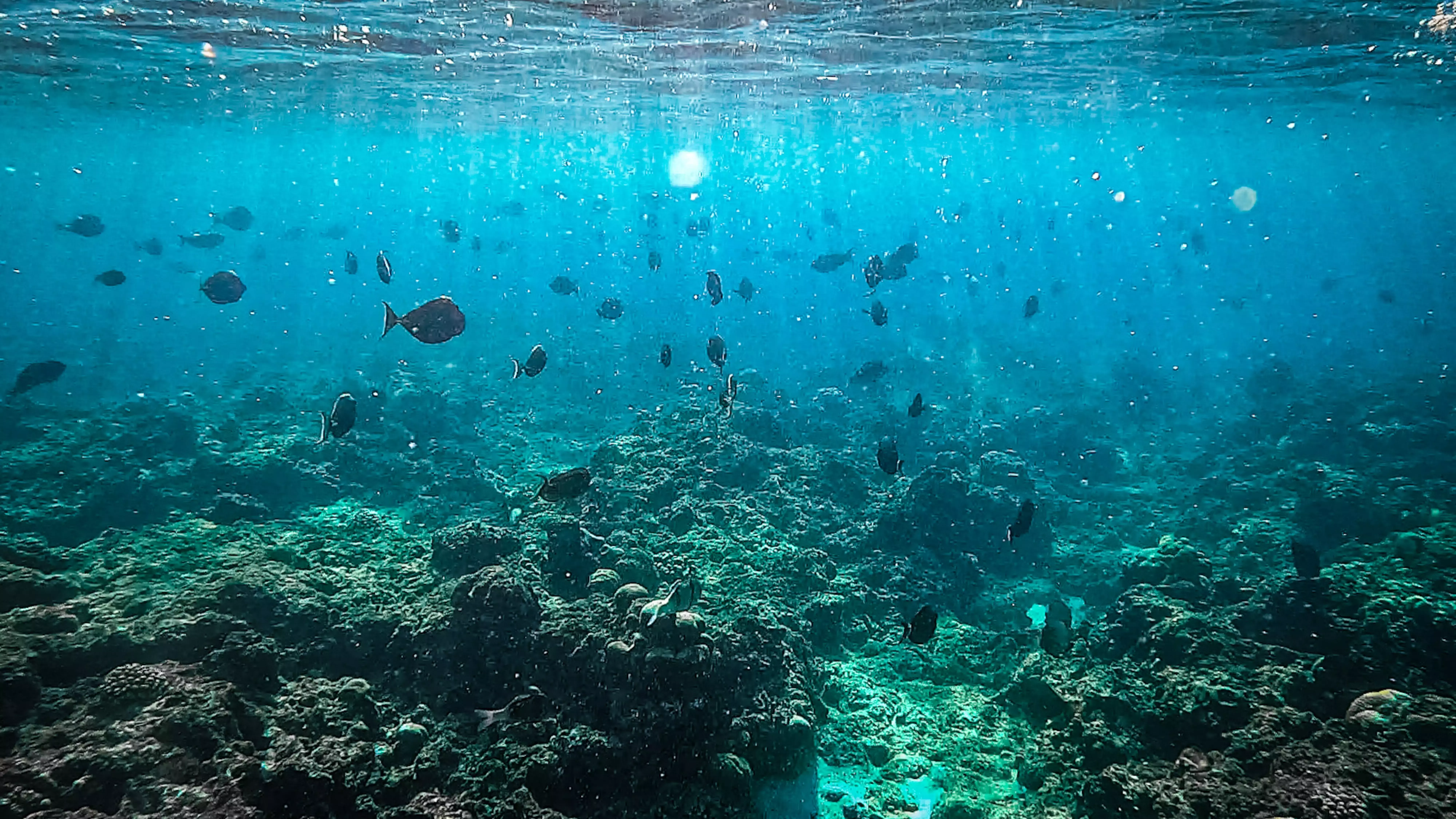 Maldives under water snorkelling, bioluminescence shot