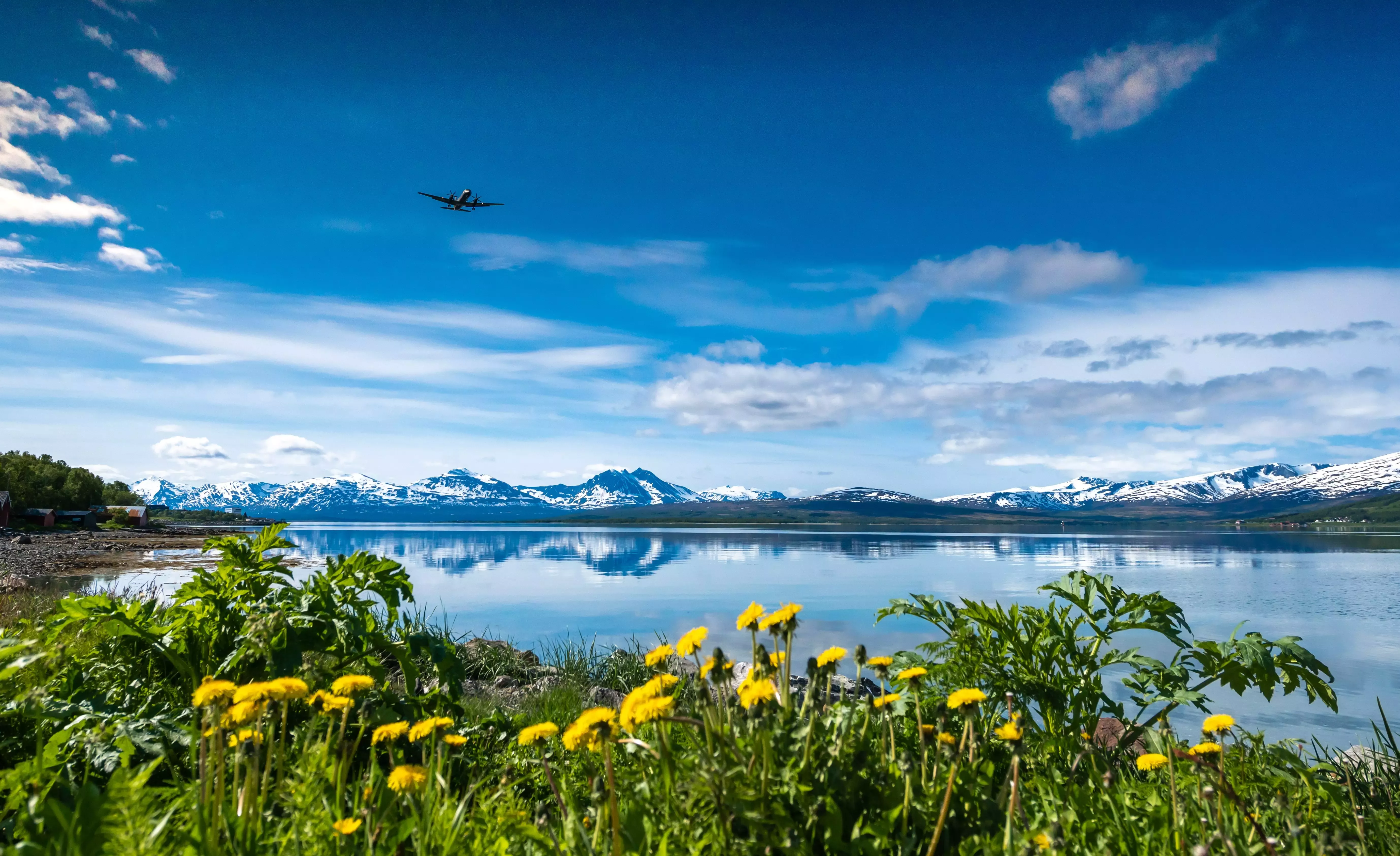 Yellow spring flowers in the foreground, Arctic lake backed by snowcapped hills in Tromso, Norway