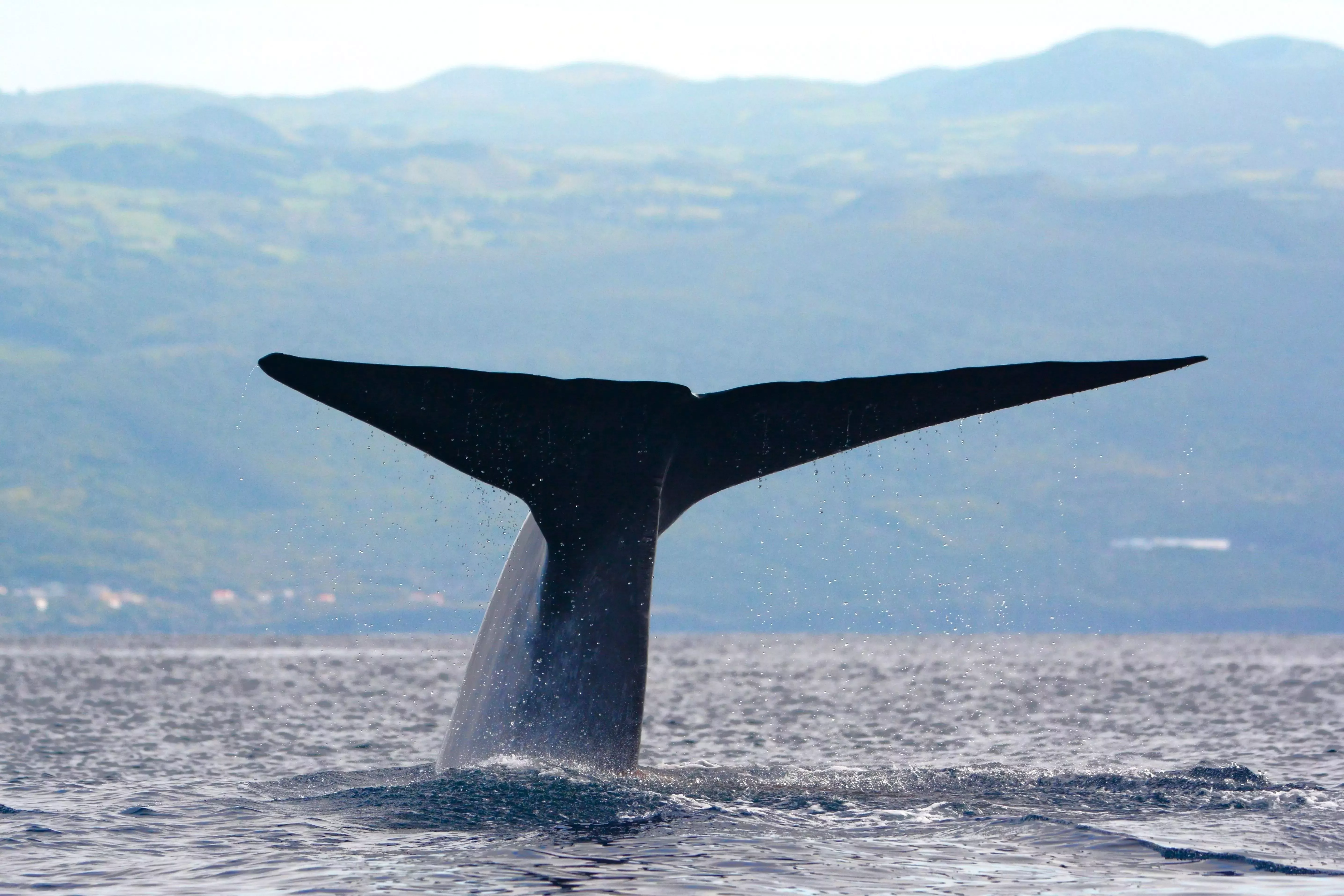 Blue whale in waters of Pico Island, Azores