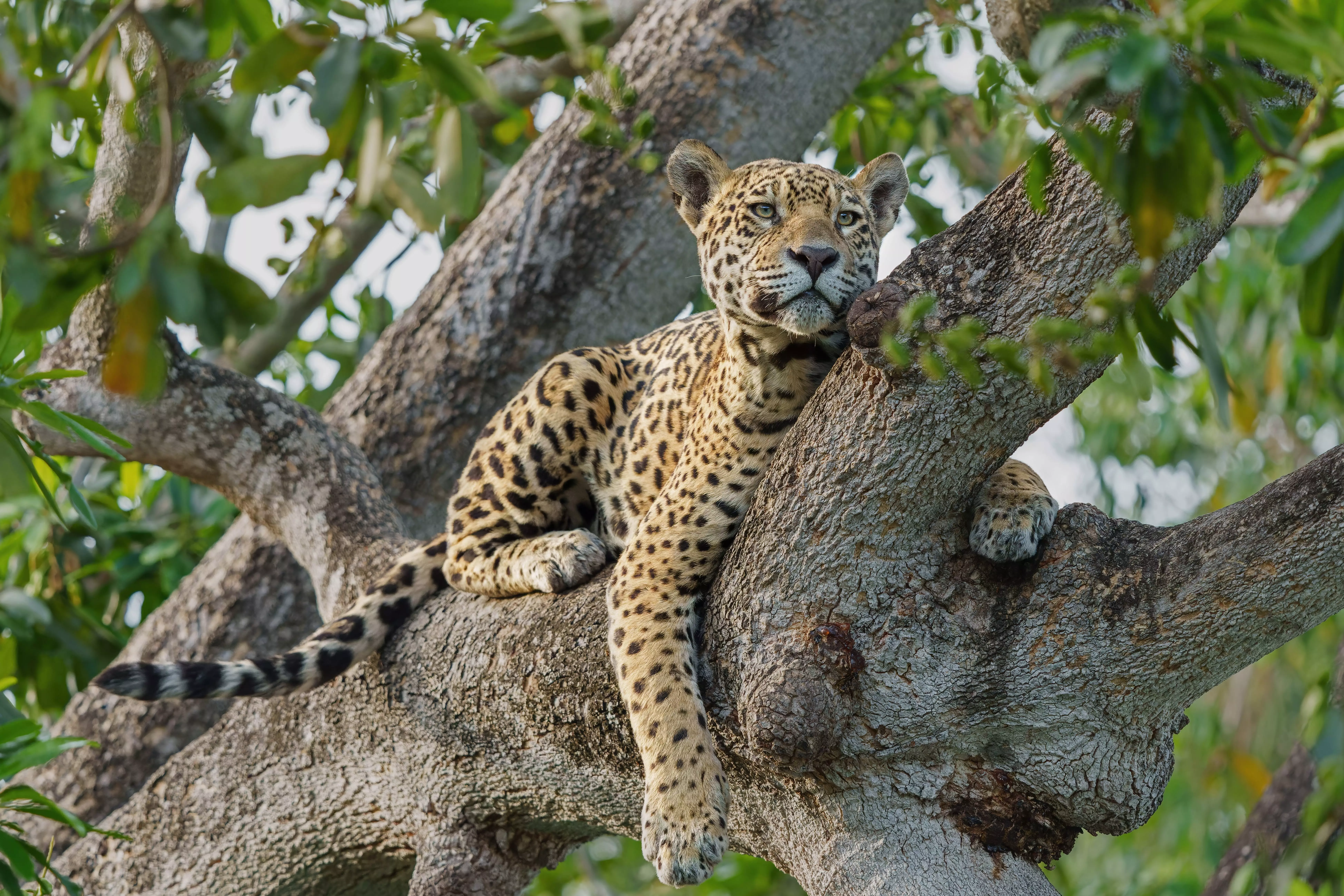One of the best wildlife destinations for jaguars in South America.