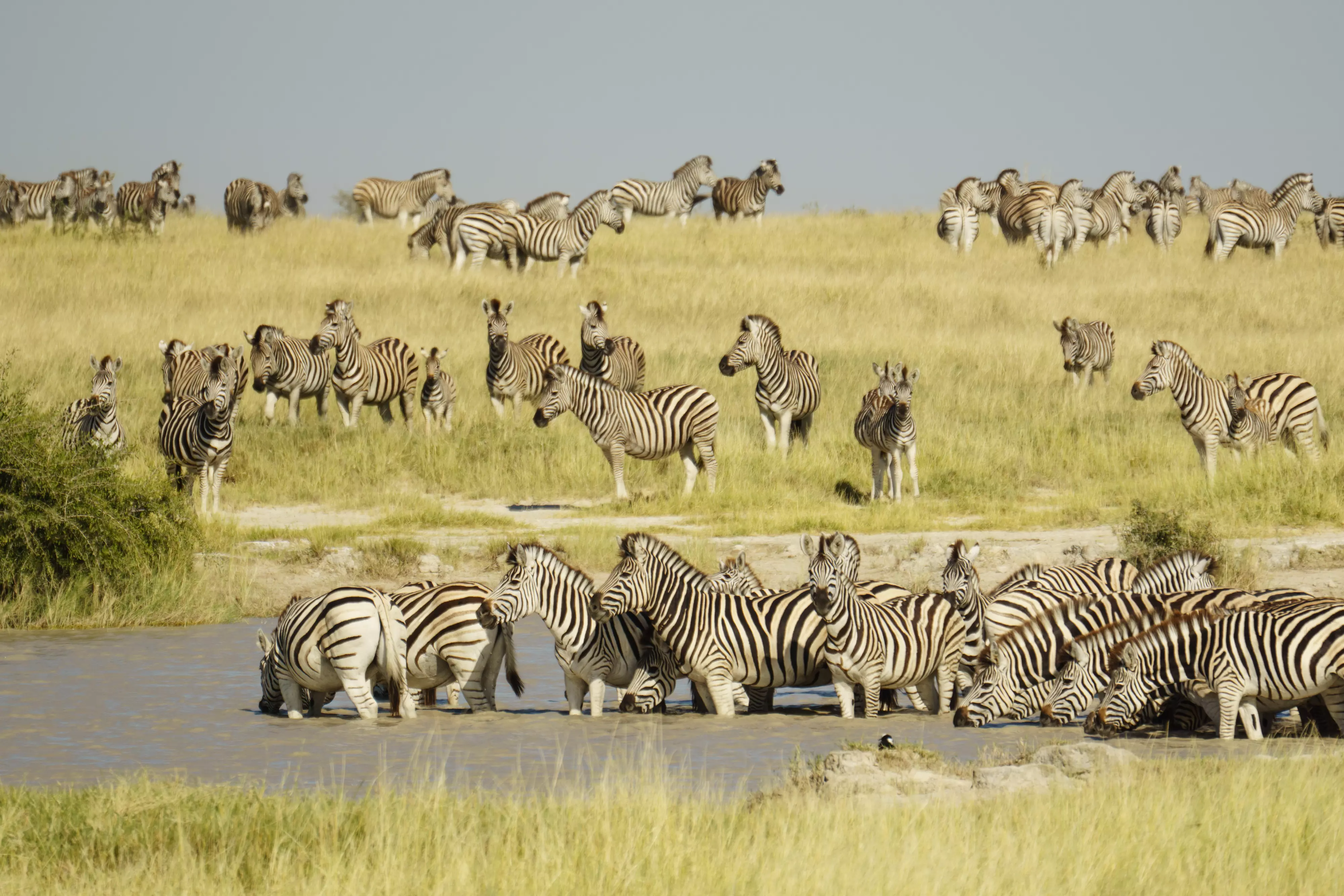 The Central Kalahari in Botswana is a paradise in February.