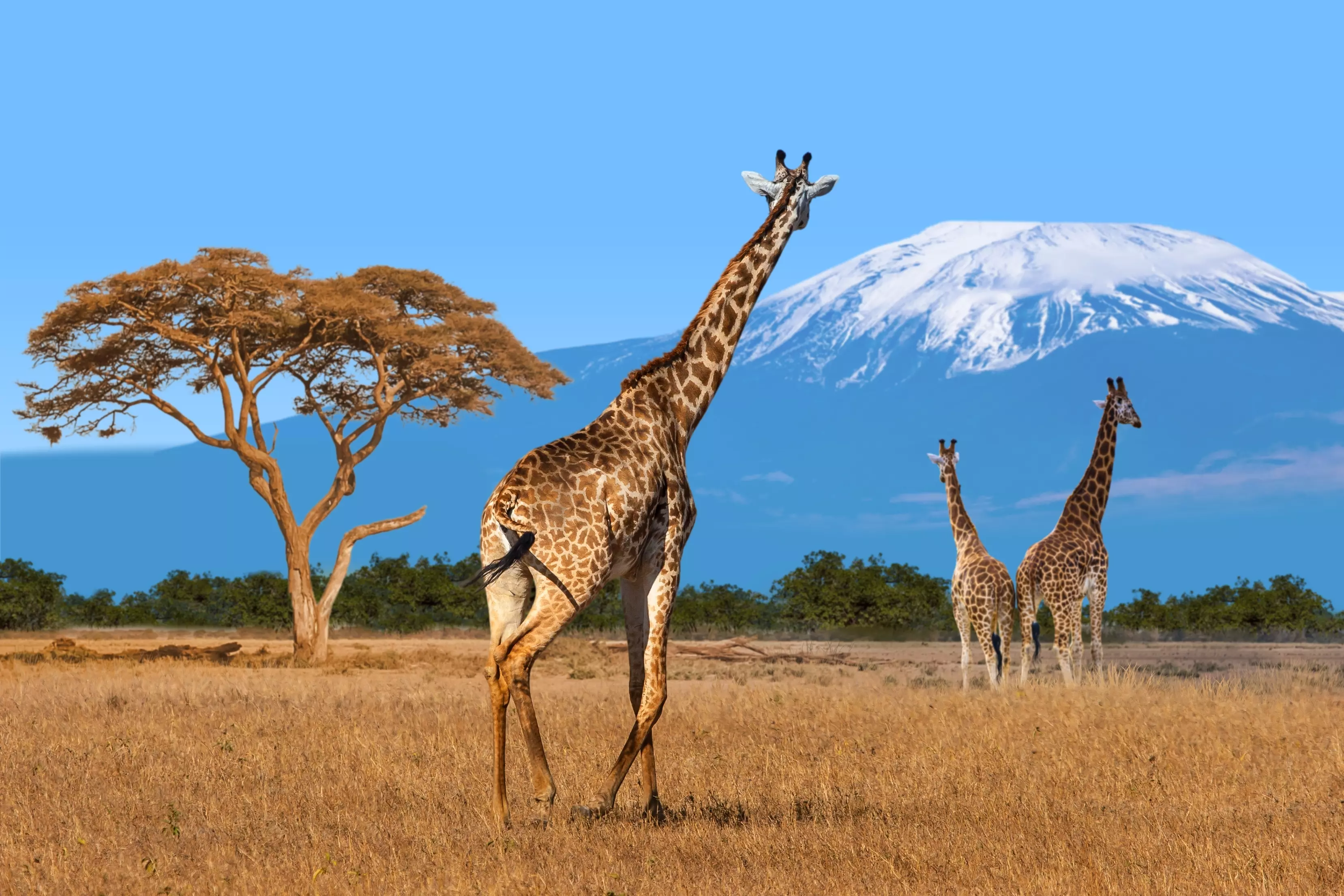 Arusha, Tanzania, offers some of the best safari conditions in the world in July.