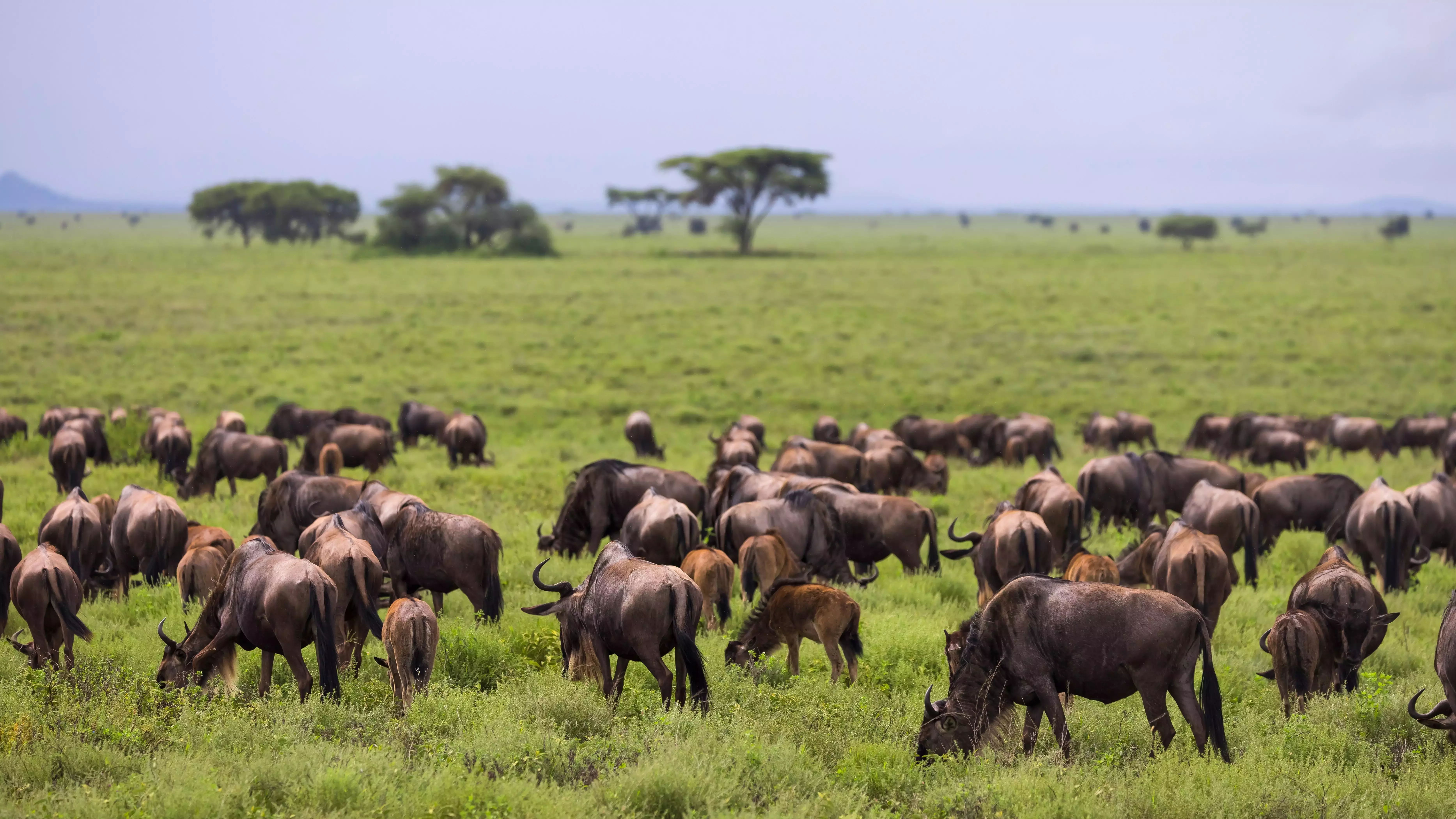 Witness the Great Migration in the Serengeti in Tanzania during November.