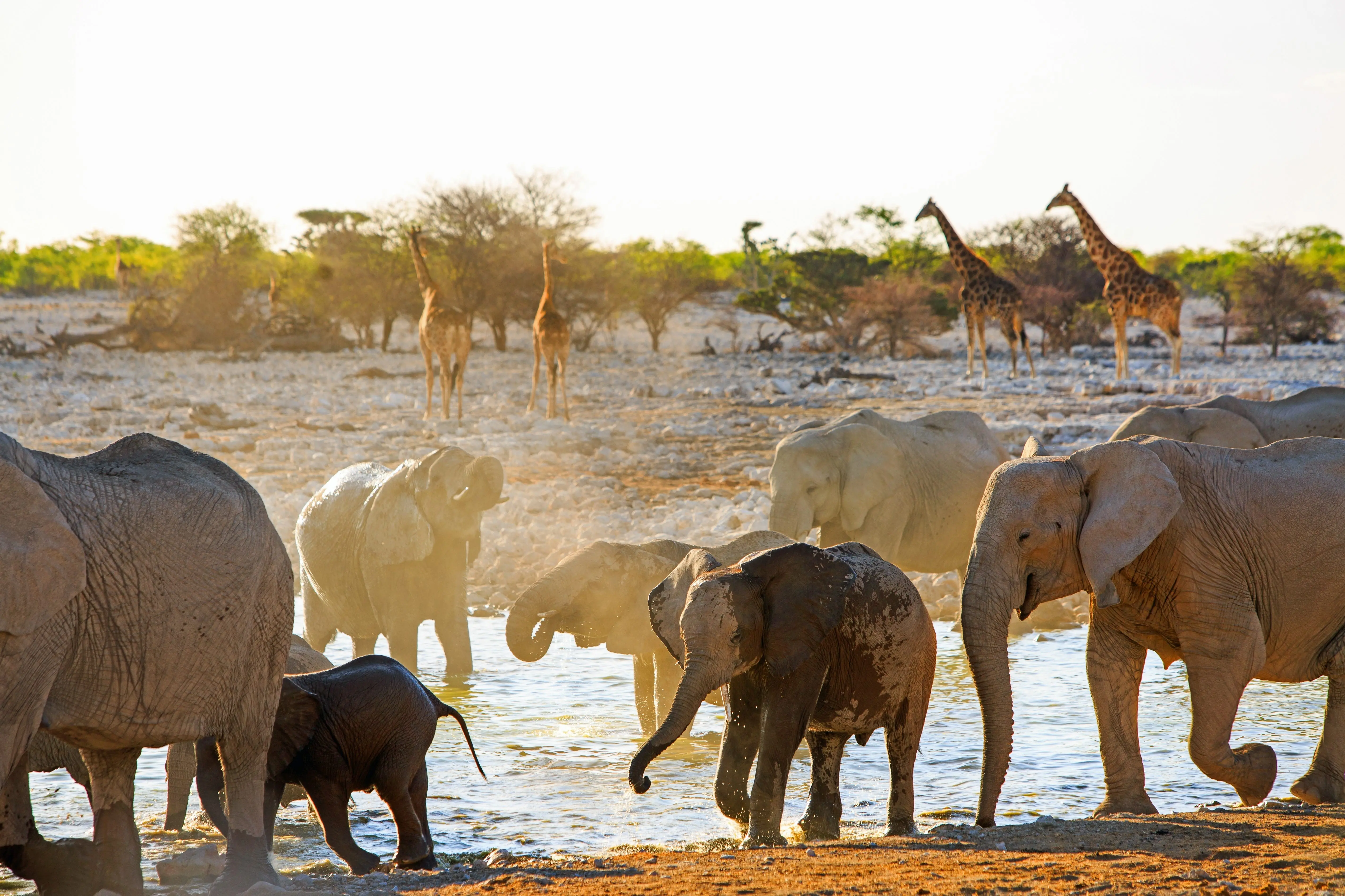 Etosha in Namibia is one of the best places to visit in Africa this October.