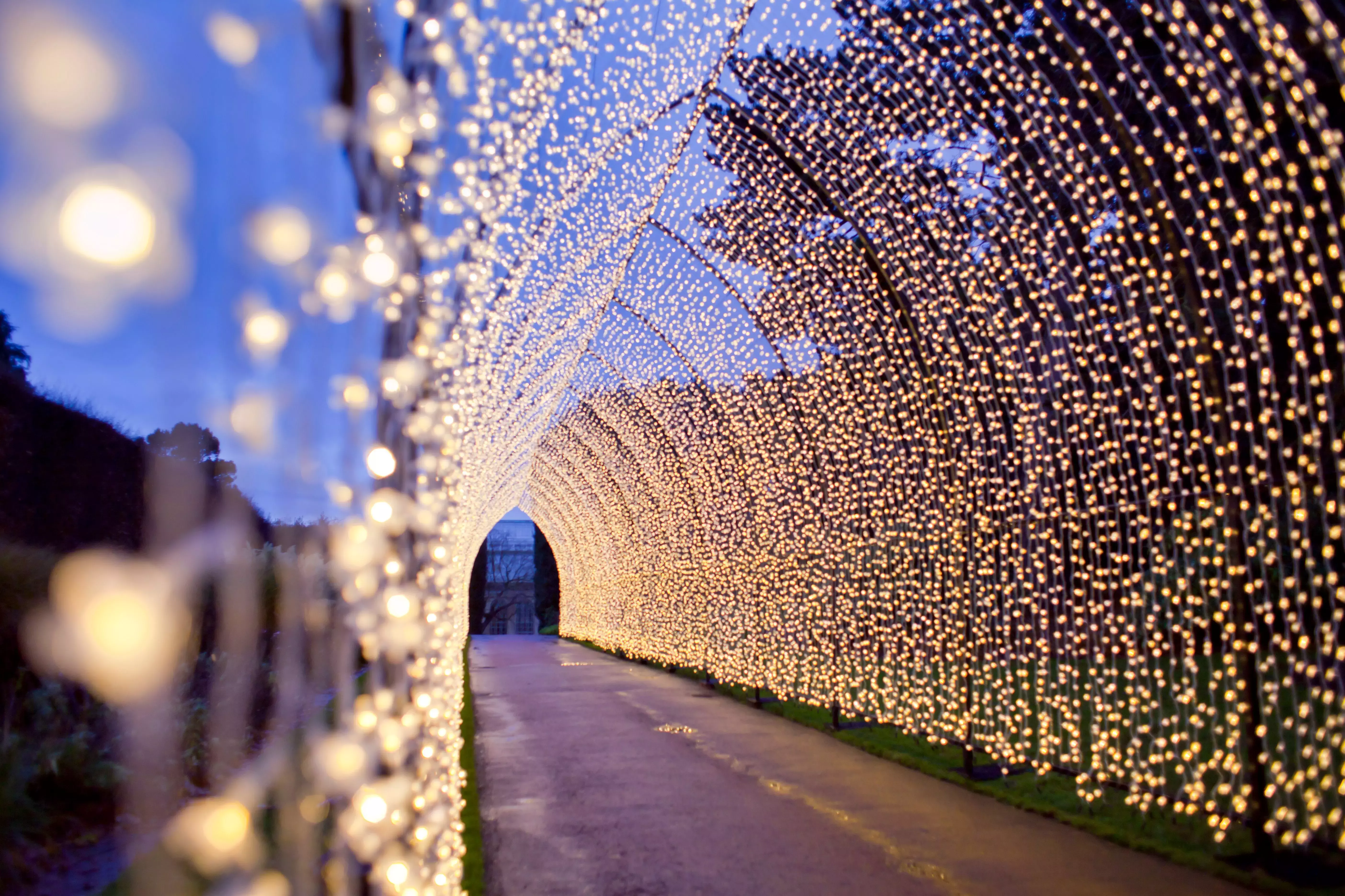 Festive lights illuminating The Botanical Gardens.