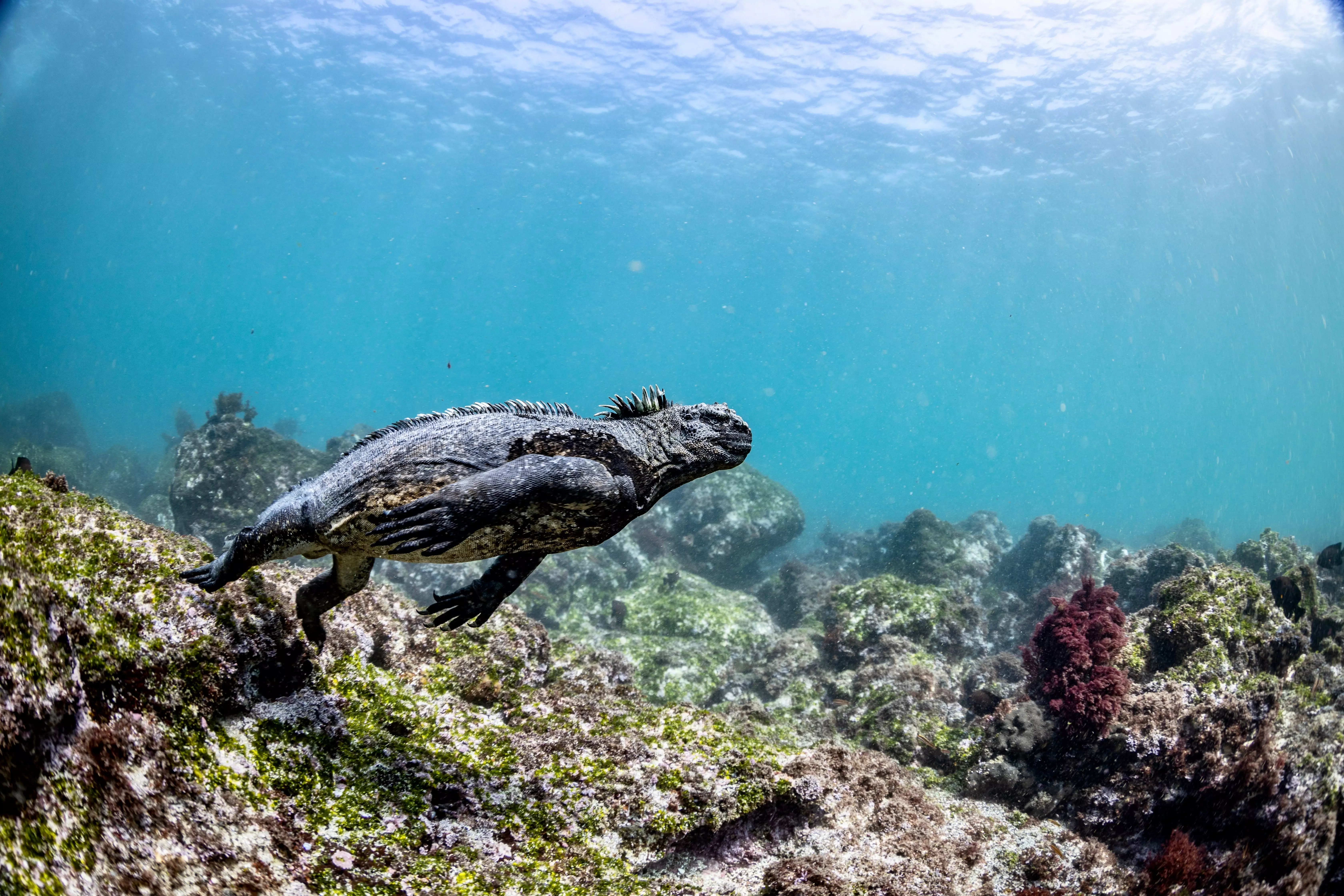 Marine iguana swimming underwater in the Galapagos
