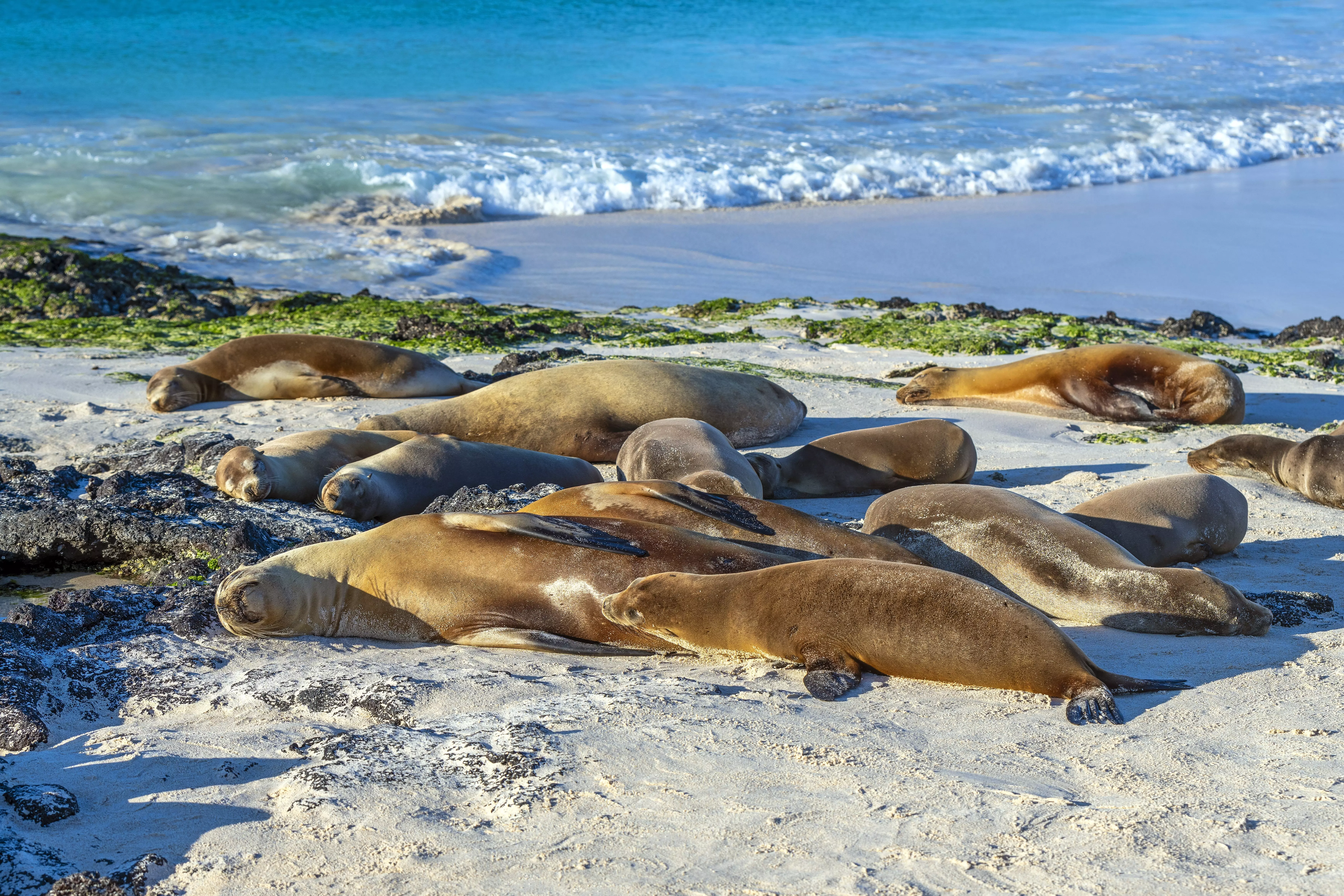 Sleeping sea lions on San Cristobal island Galapagos