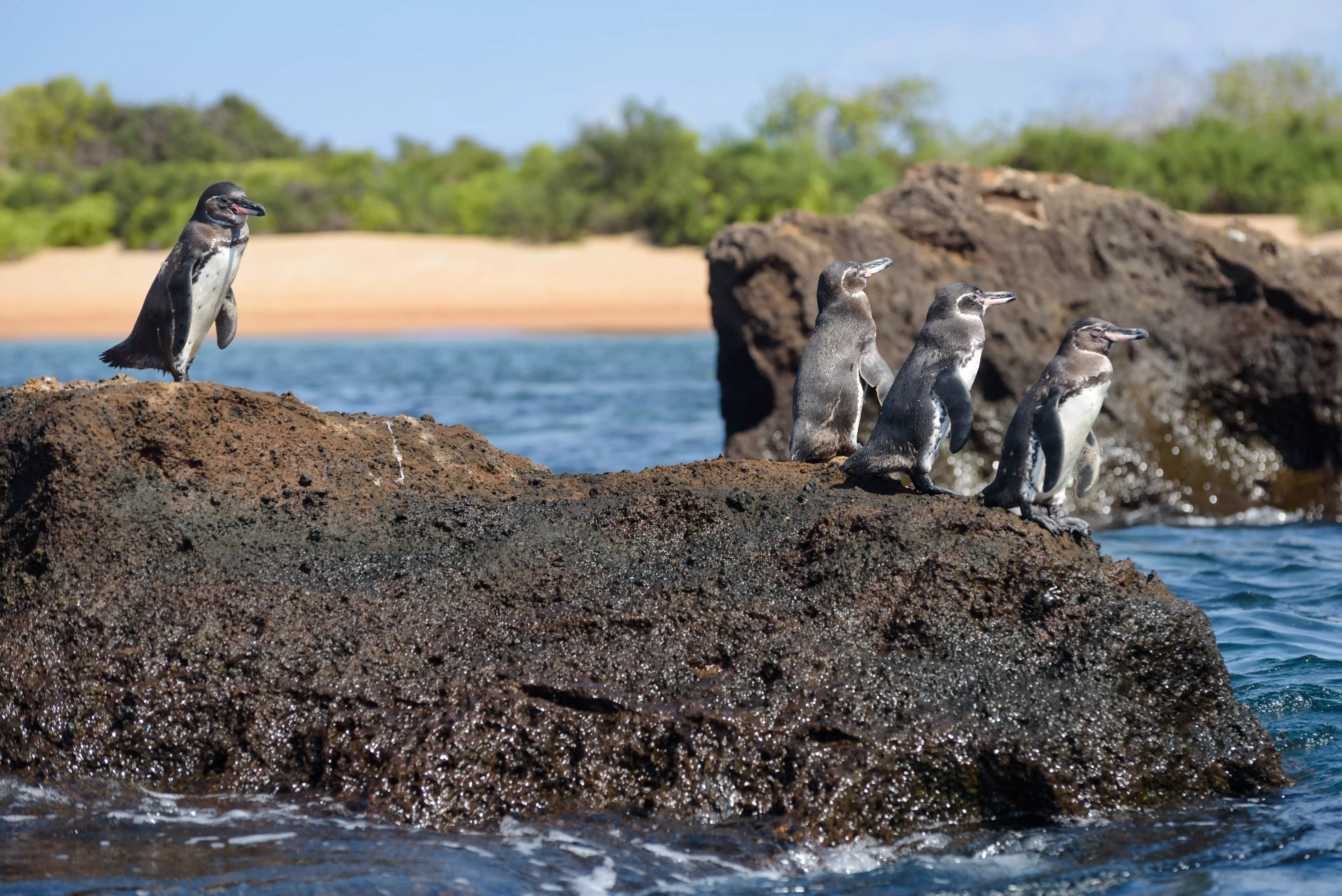 Galapagos penguins on Santiago Island, Galapagos