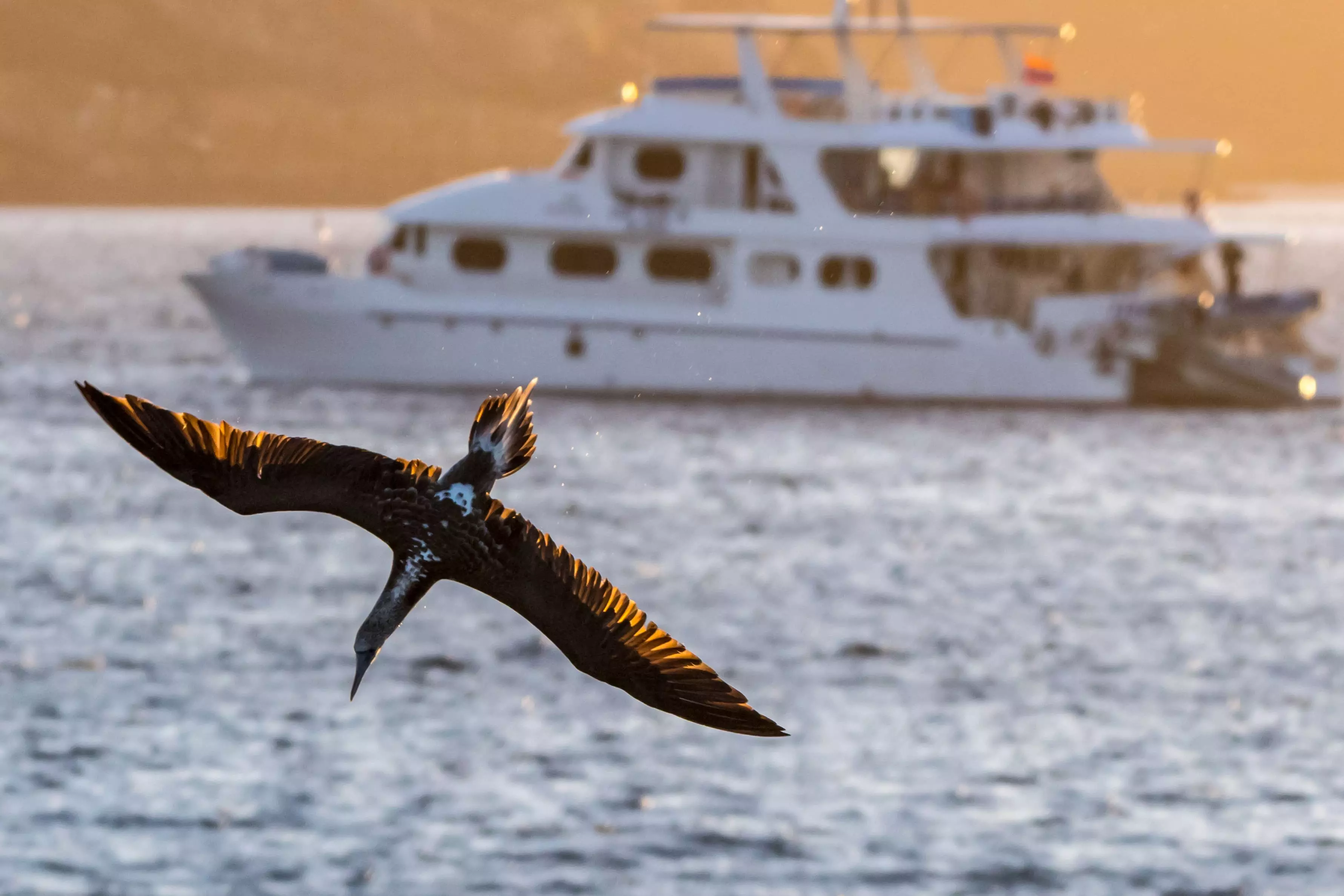 A blue footed booby diving into the sea with a boat in the background in Galapagos